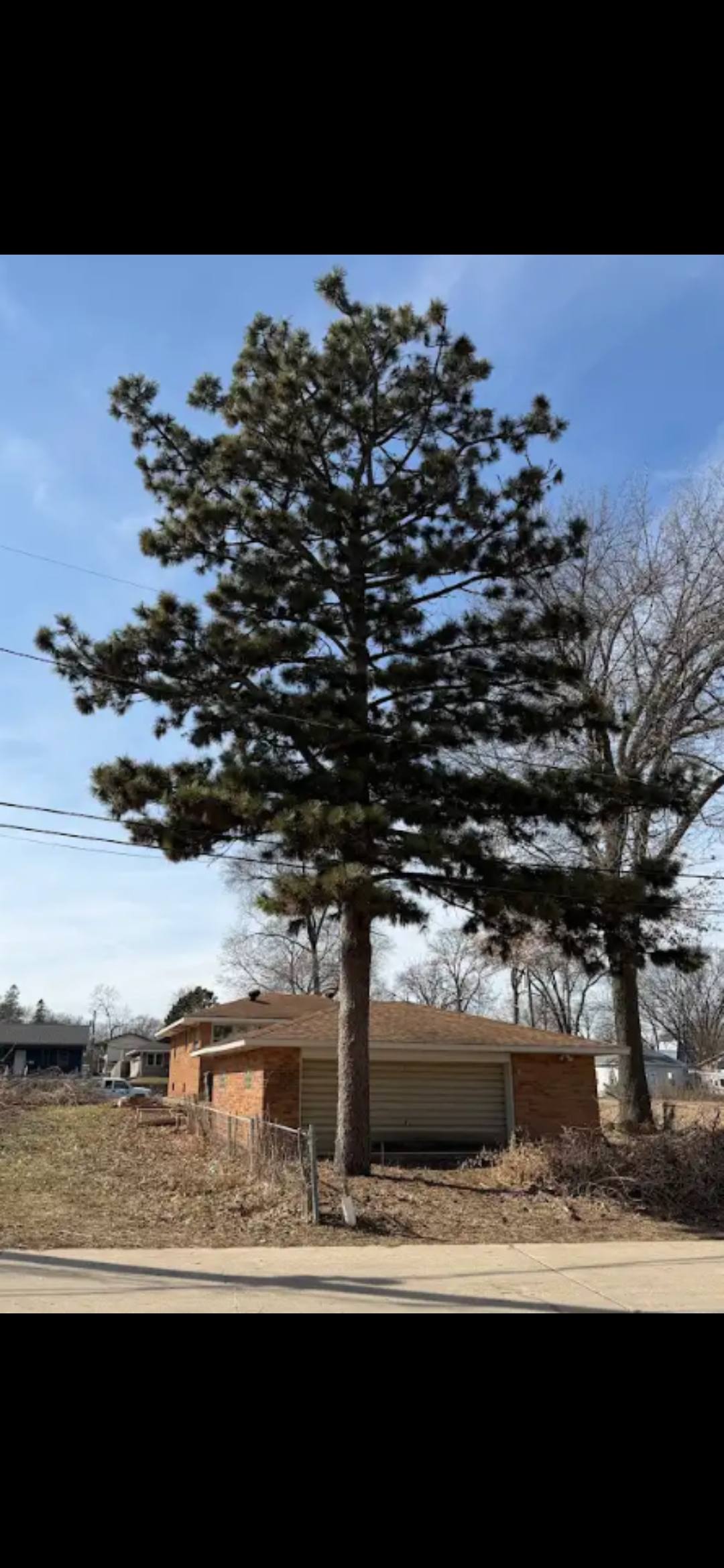 Miller's Tree Service