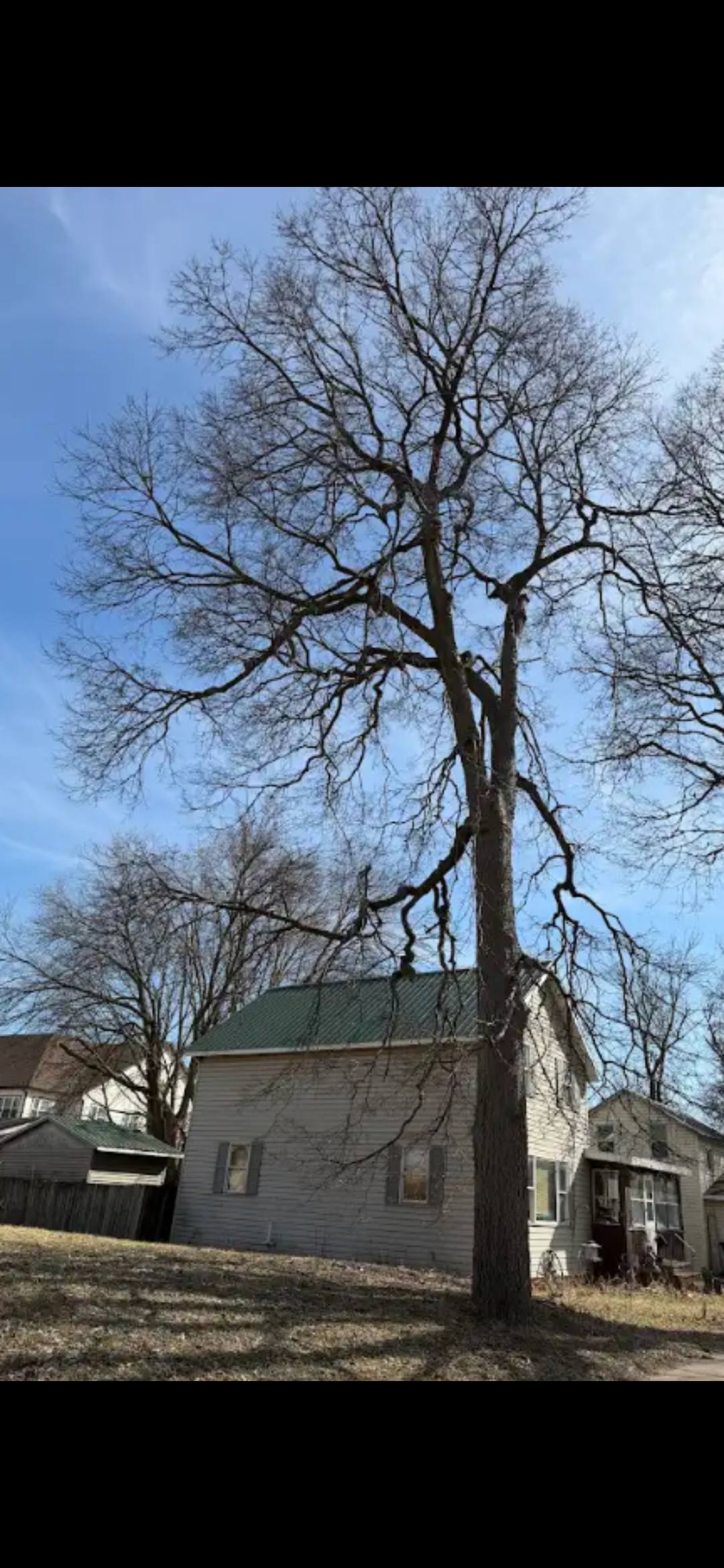 Miller's Tree Service