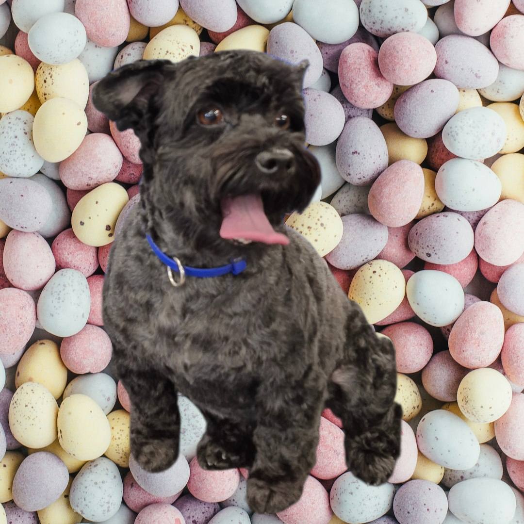 Wagmore Pet Grooming Warren