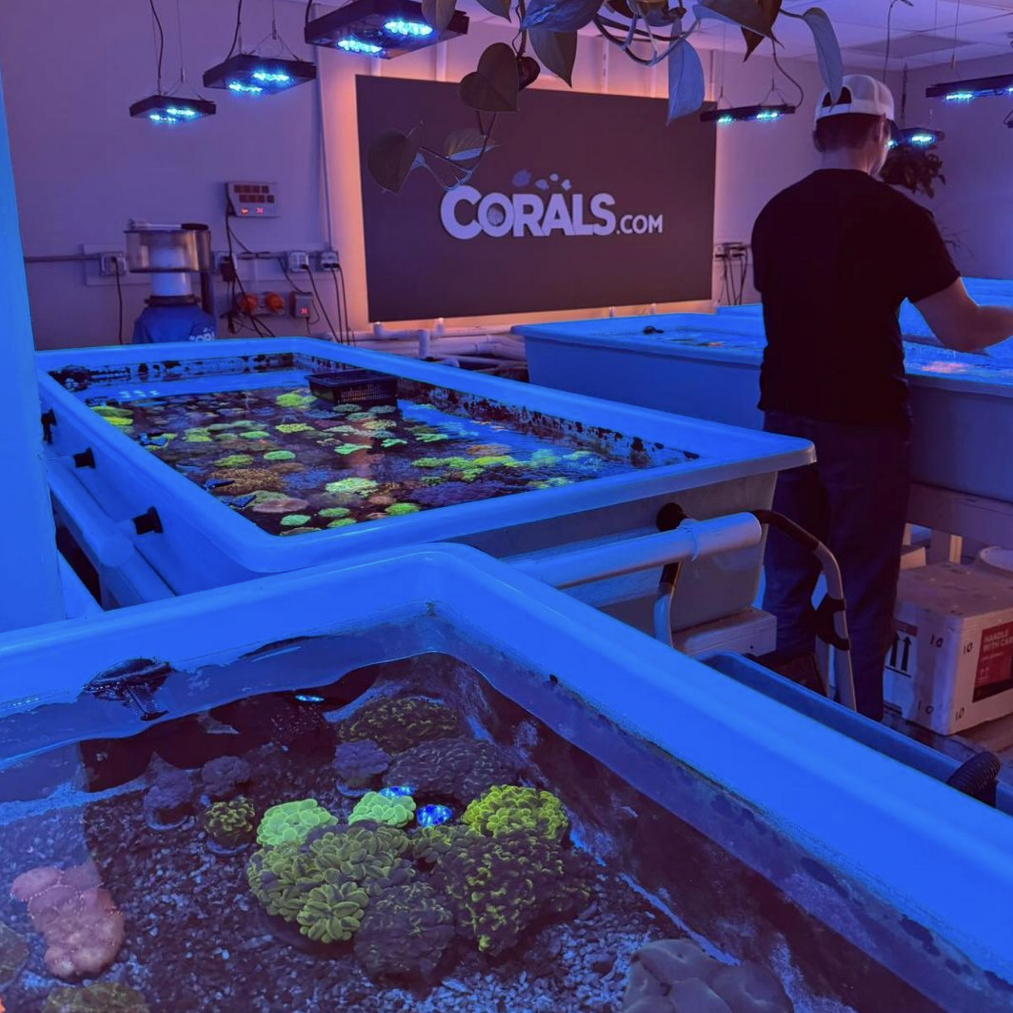 Corals.com Warren