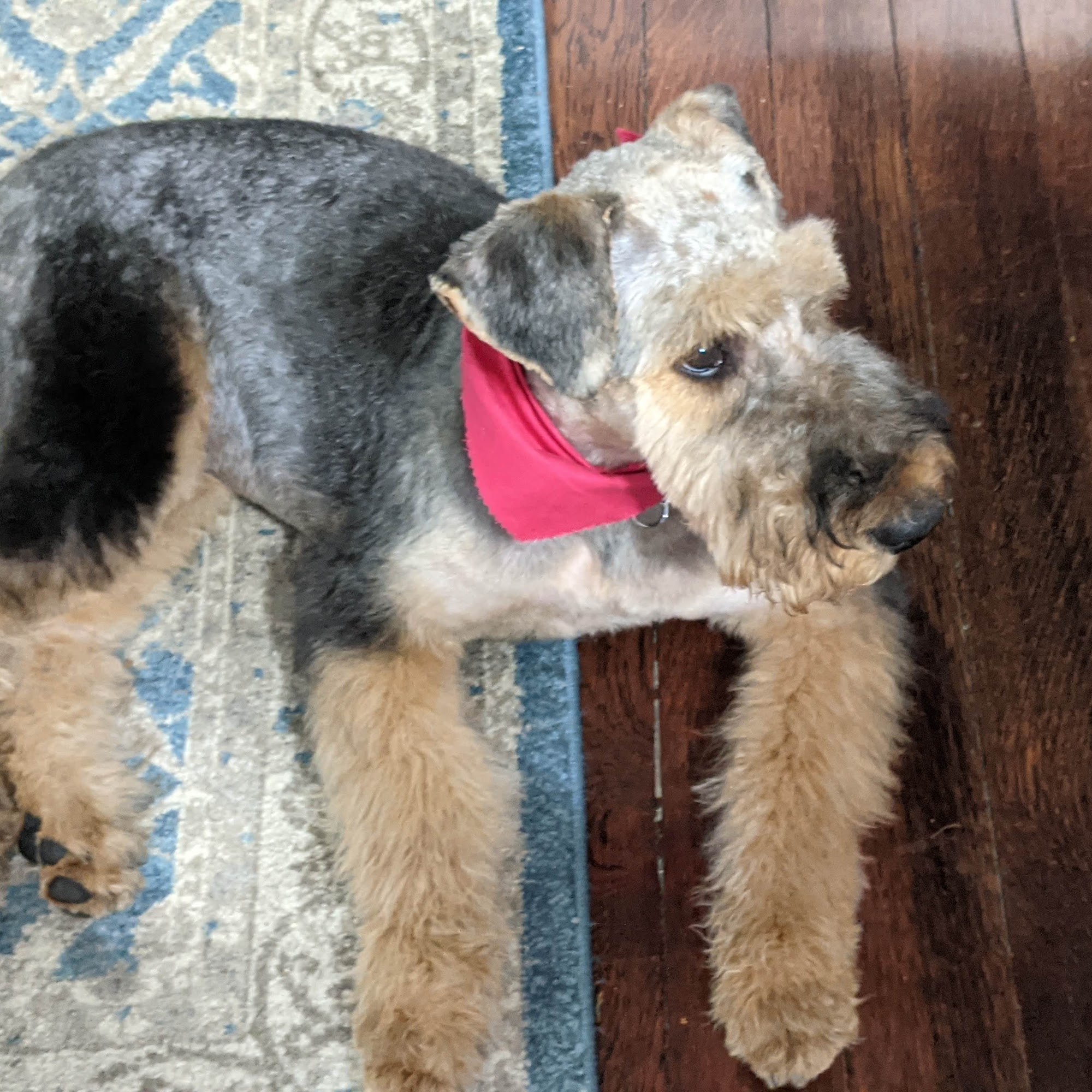 Chelsie's Pet Grooming East, 130 Main St, Warsaw Ohio 43844