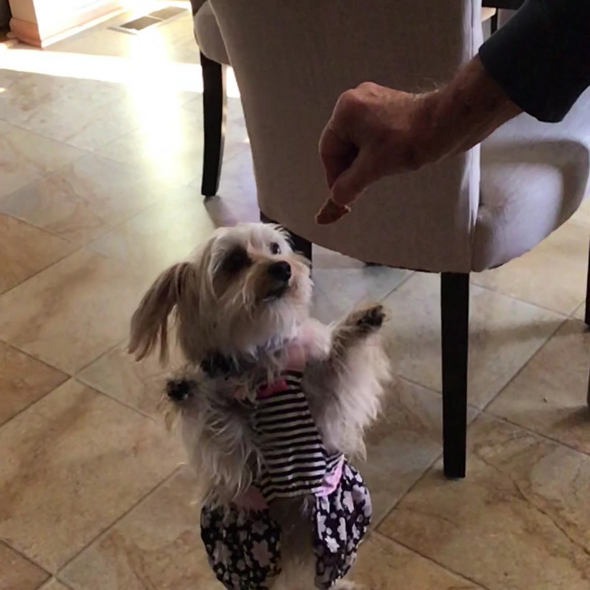 The Village Vet Waterville