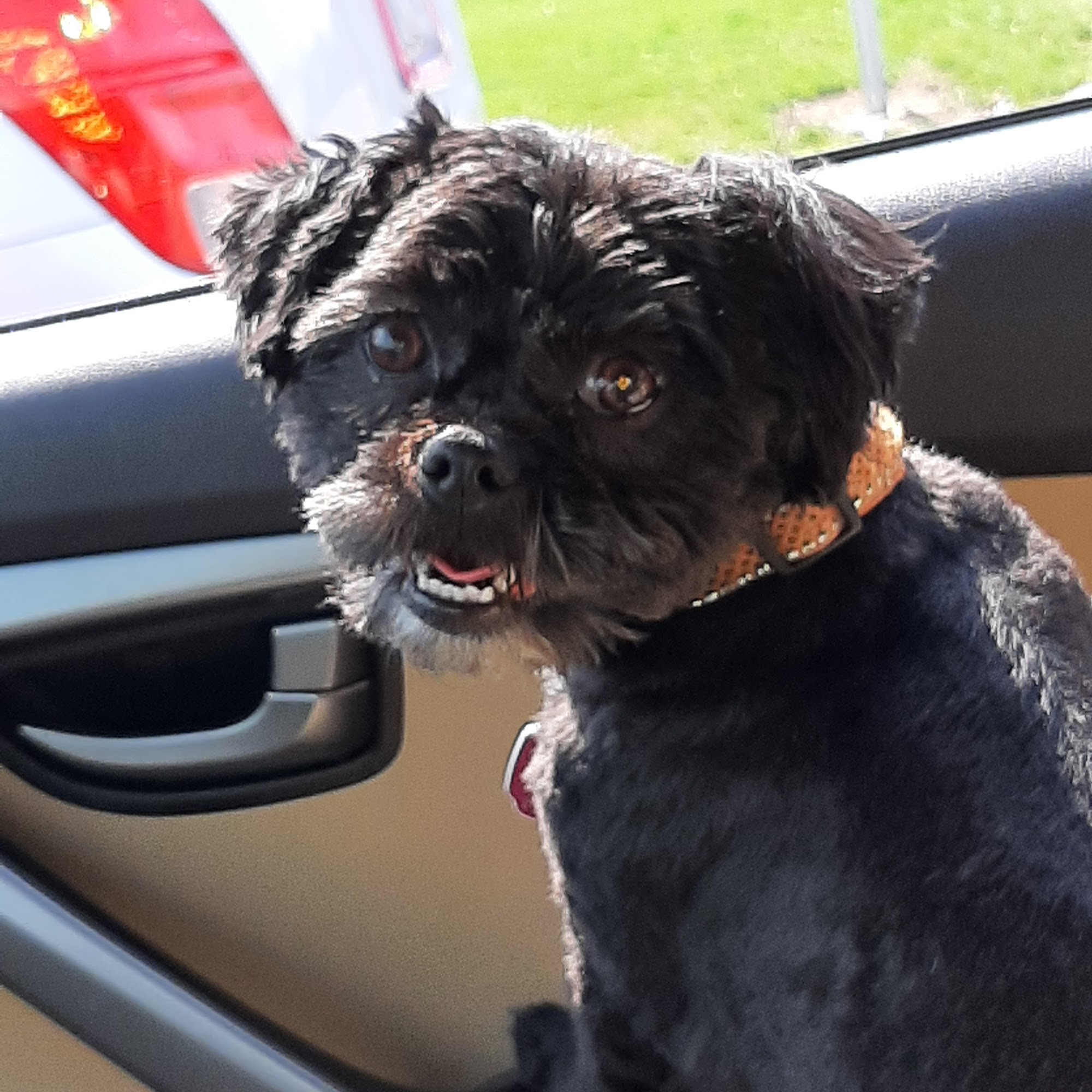 Wildflower Boarding Kennel Wauseon