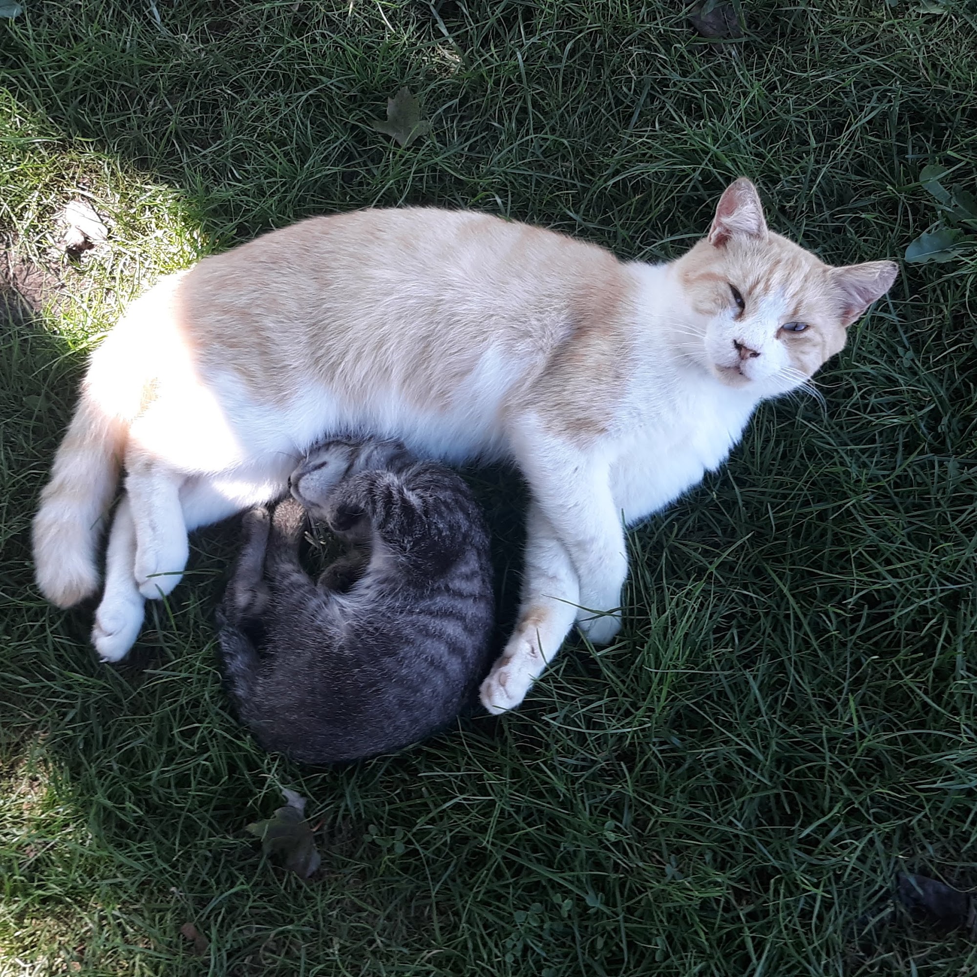 Waverly Veterinary Hospital Inc. Waverly