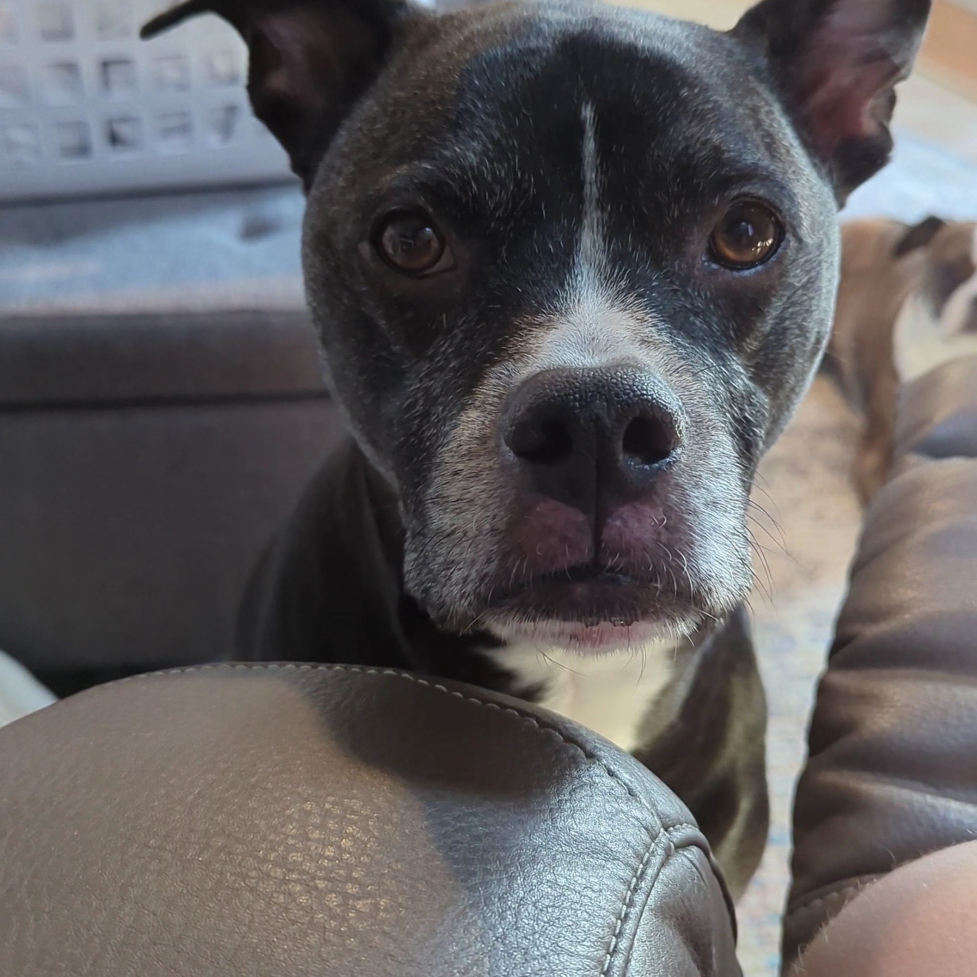 Caesar Creek Animal Clinic Waynesville