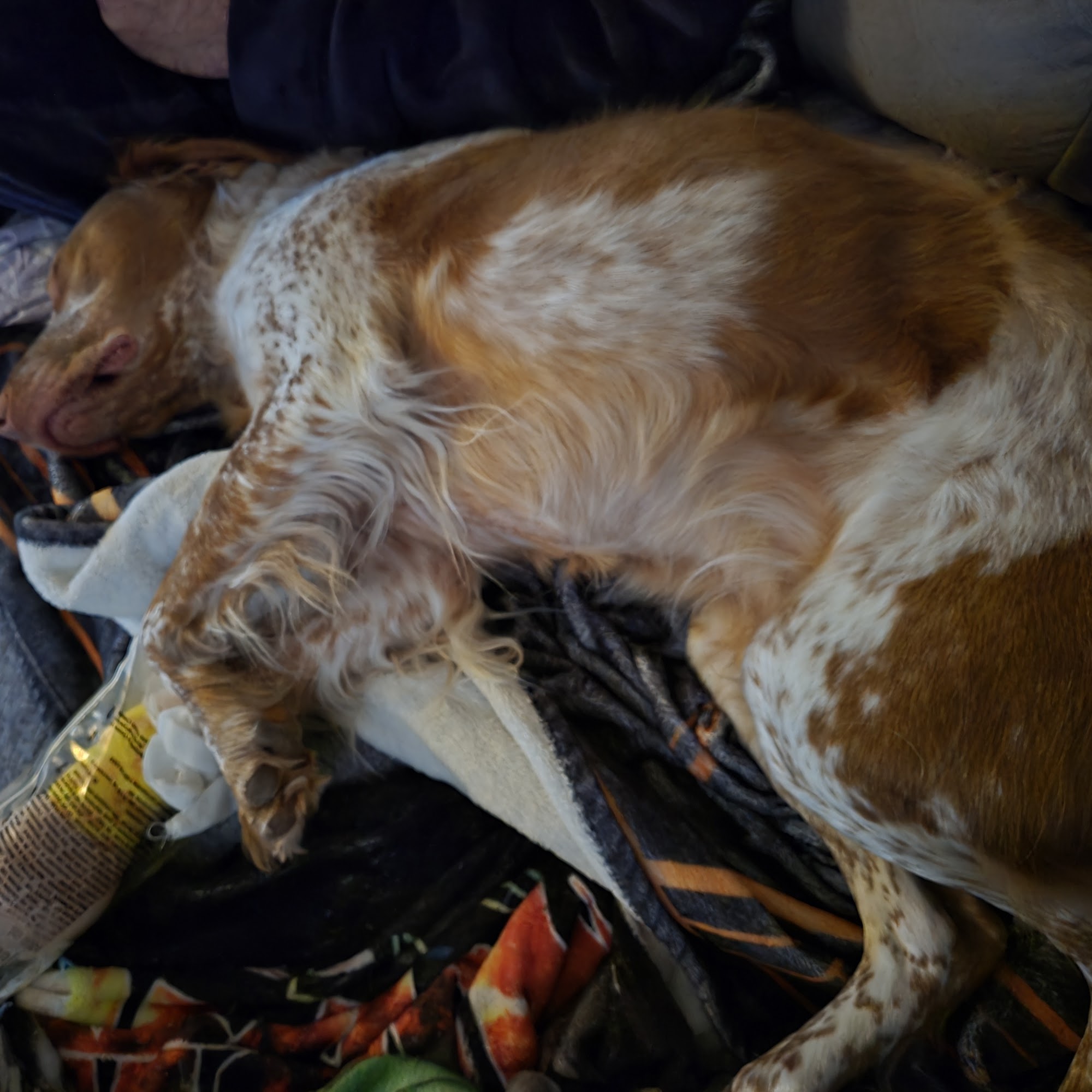 Waynesville Veterinary Hospital Waynesville