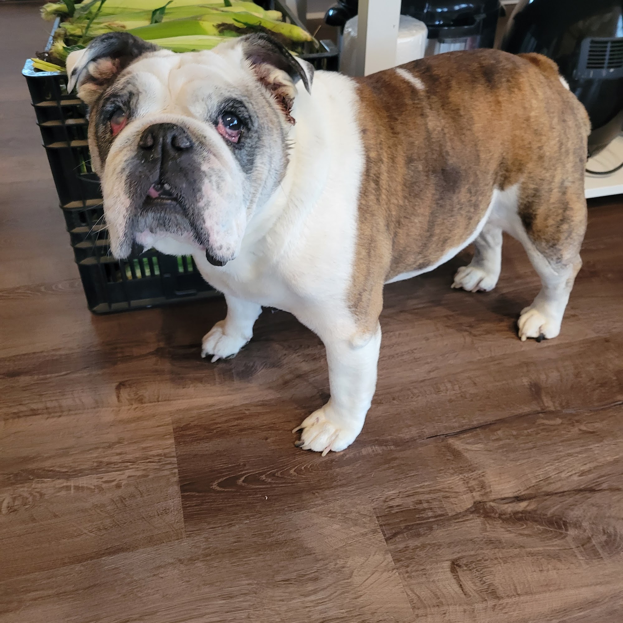 Wellington Veterinary Clinic Wellington