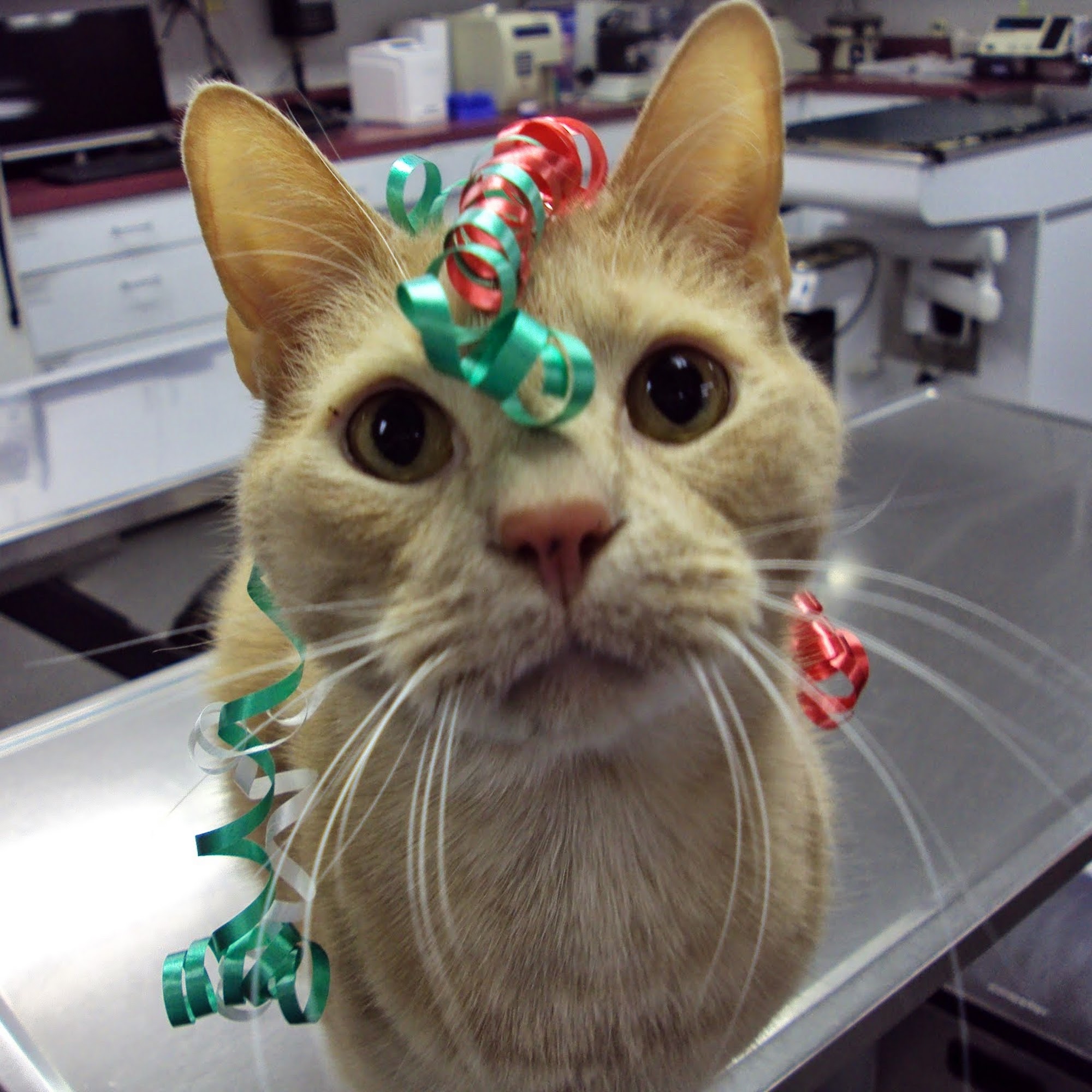 Twin Maples Veterinary Hospital West Carrollton