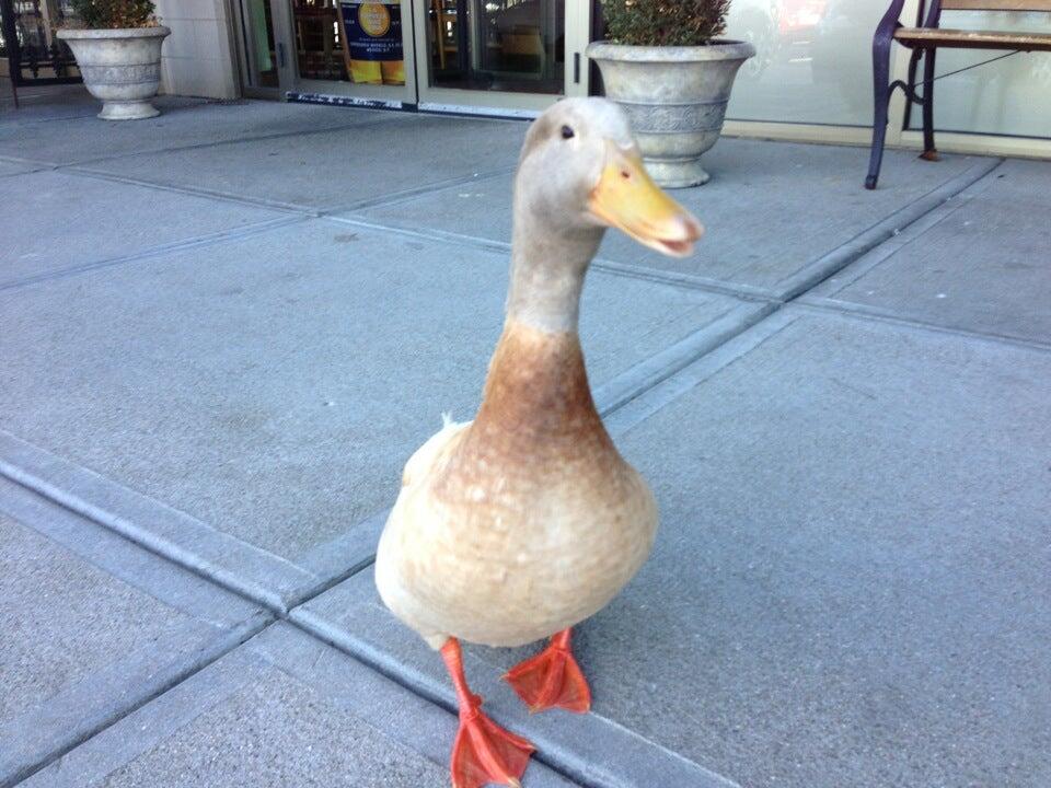 Photo credit: nextdoor