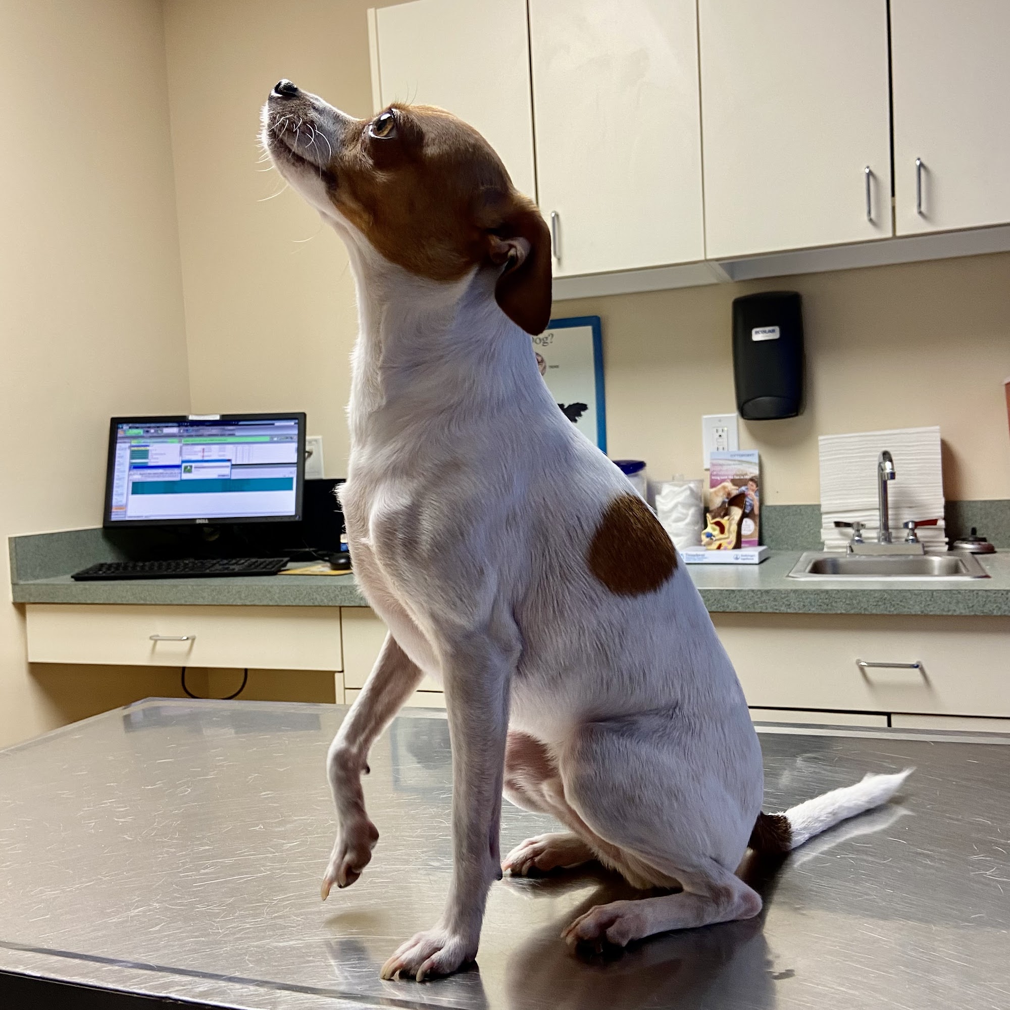 Noah's Ark Animal Clinic of West Chester West Chester