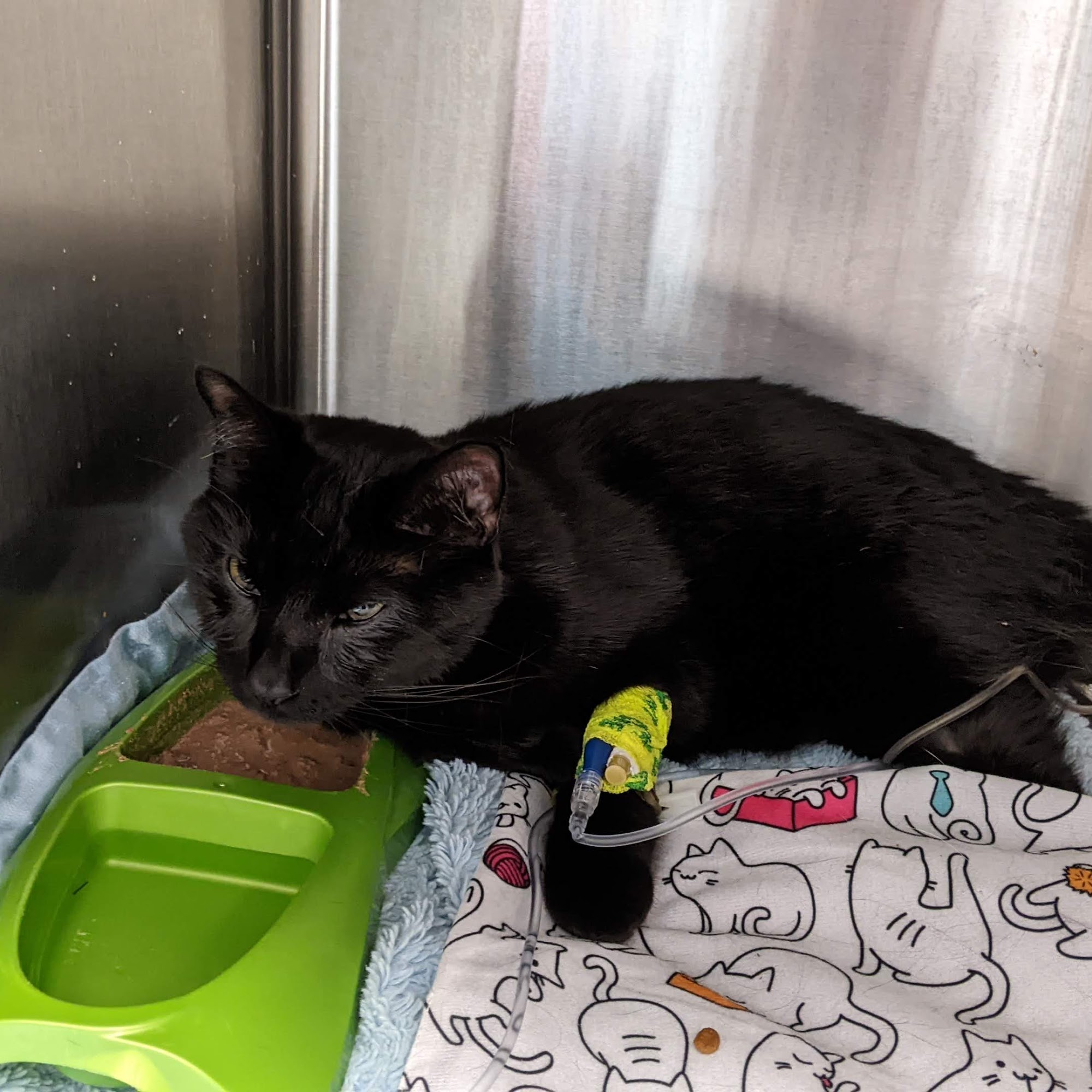 West Chester Veterinary Care (WCVC) West Chester