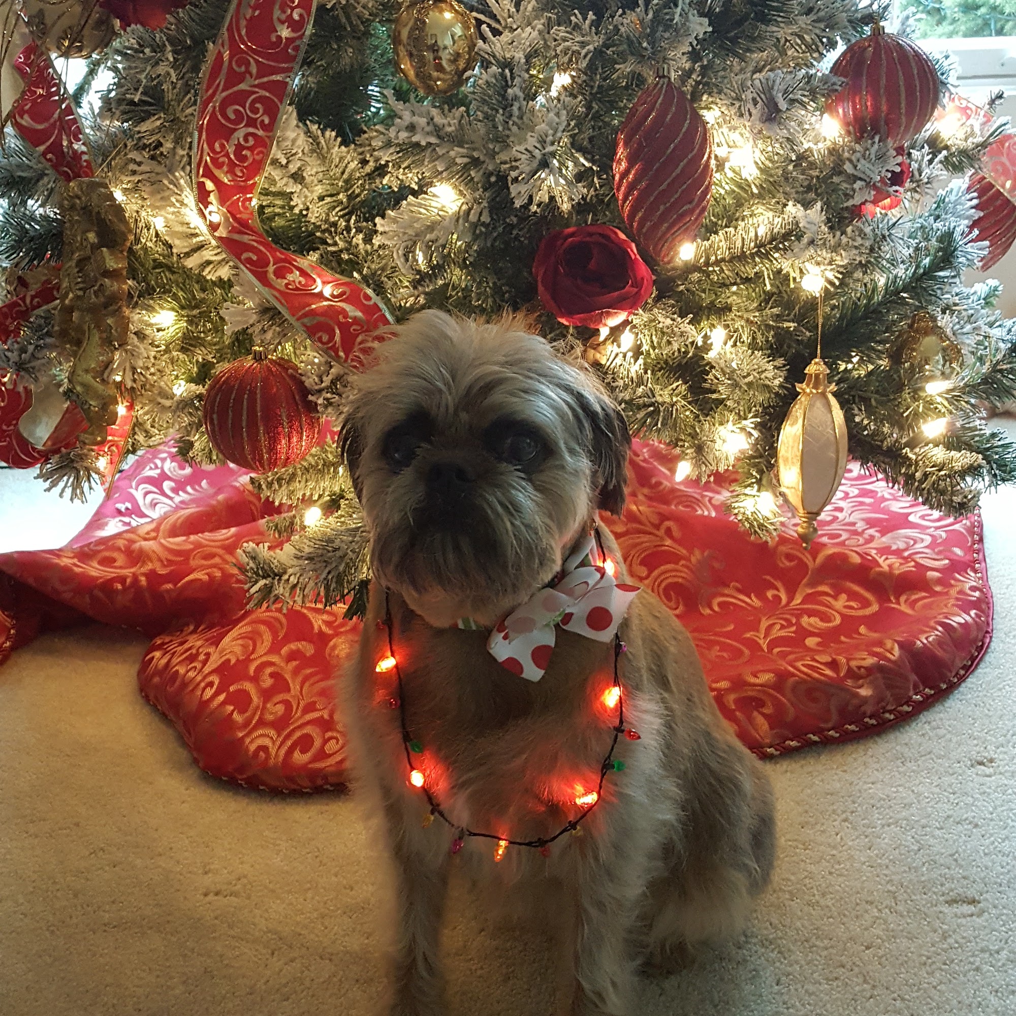 Animal Hospital of West Chester West Chester