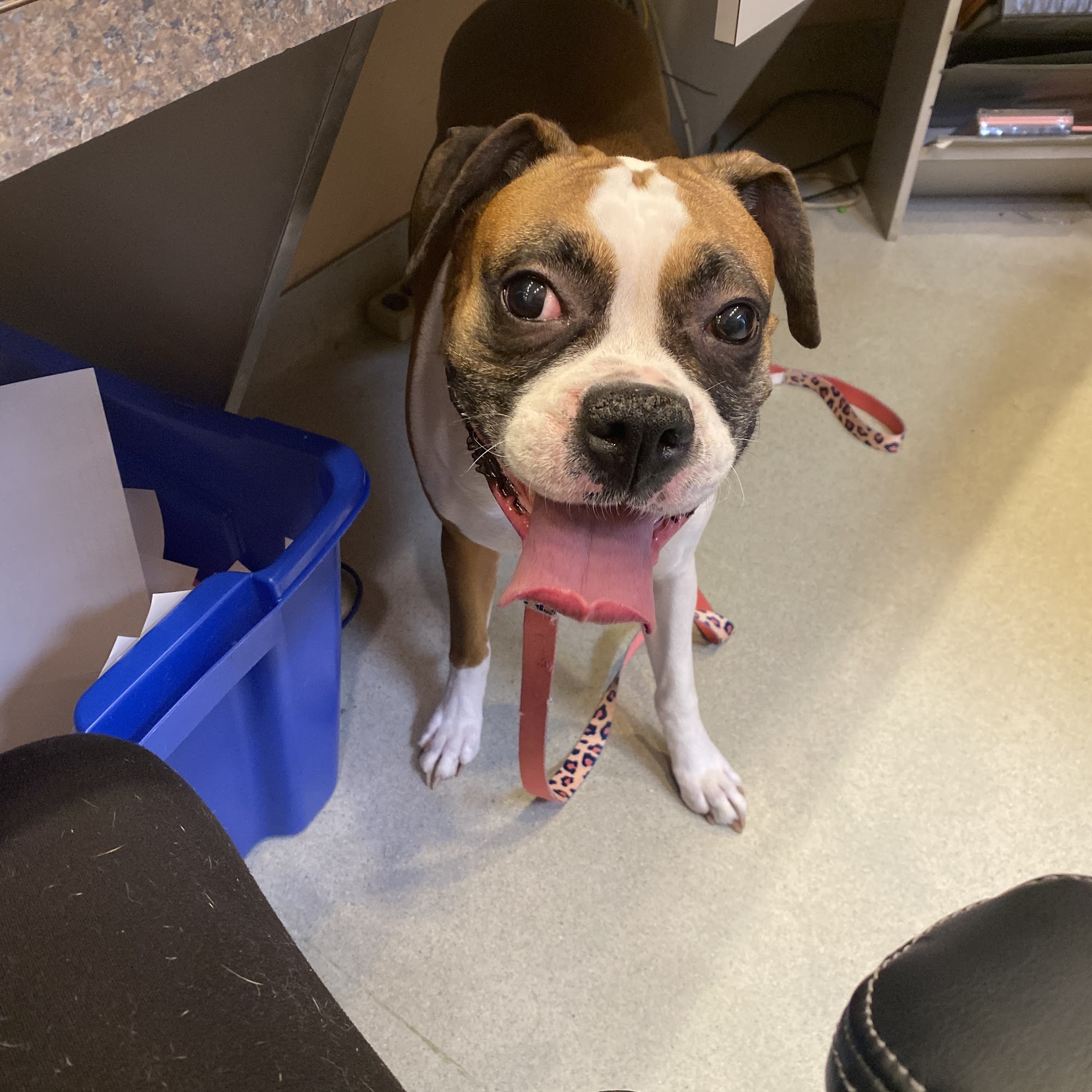 West Jefferson Animal Hospital West Jefferson