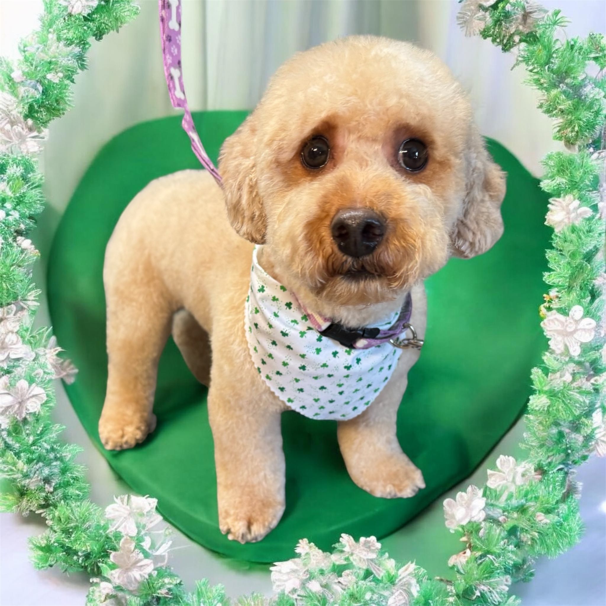 Lindsey’s Paw Spa West Liberty