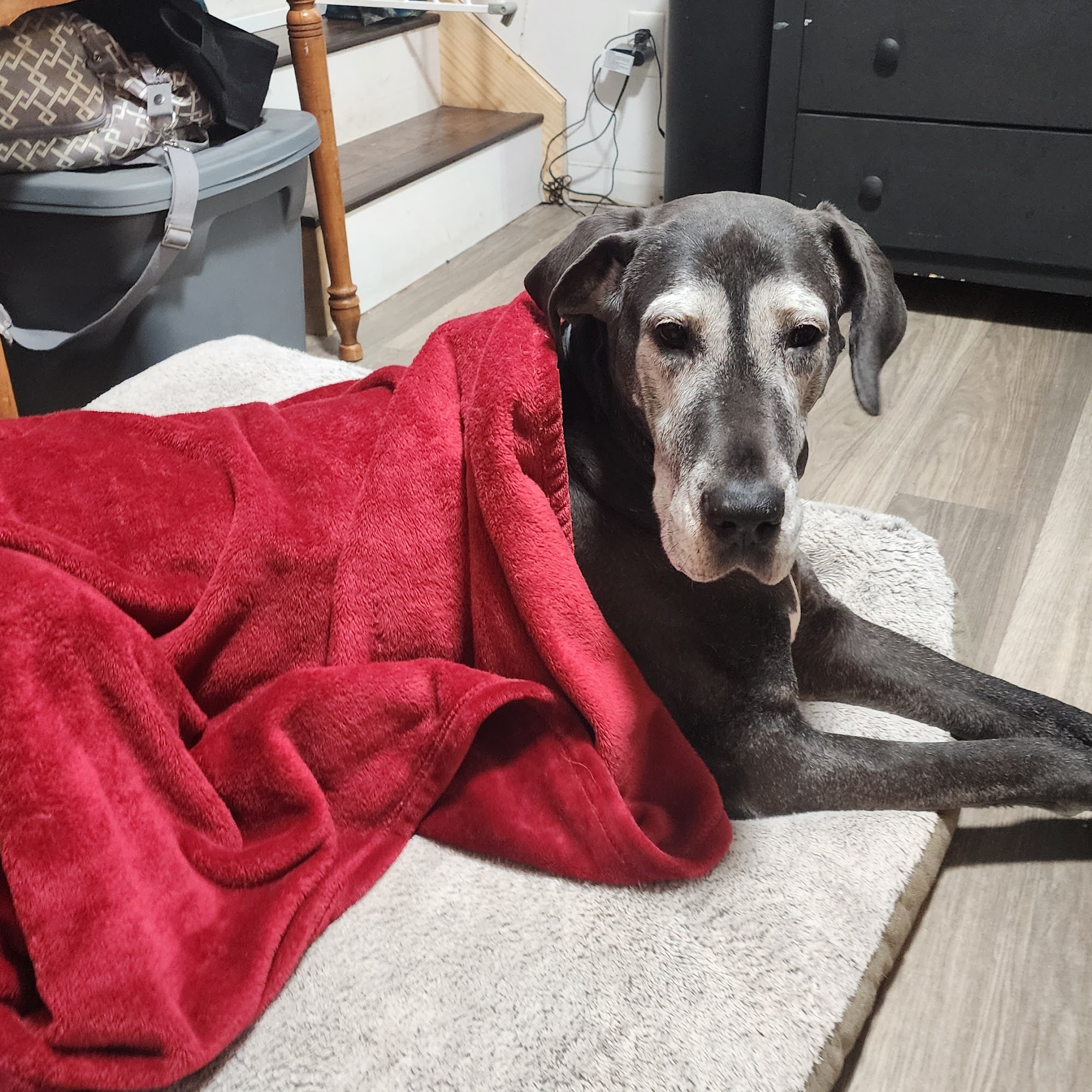 Bath & Brush West Liberty