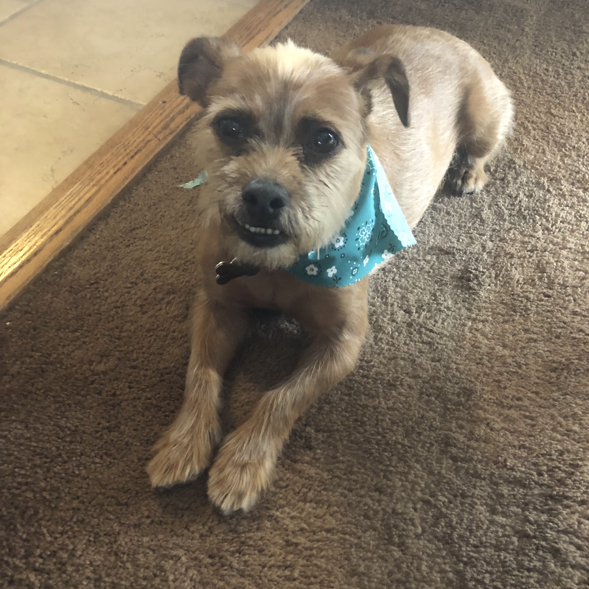 My Best Friend Dog Grooming 172 Co Rd 530, West Salem Ohio 44287
