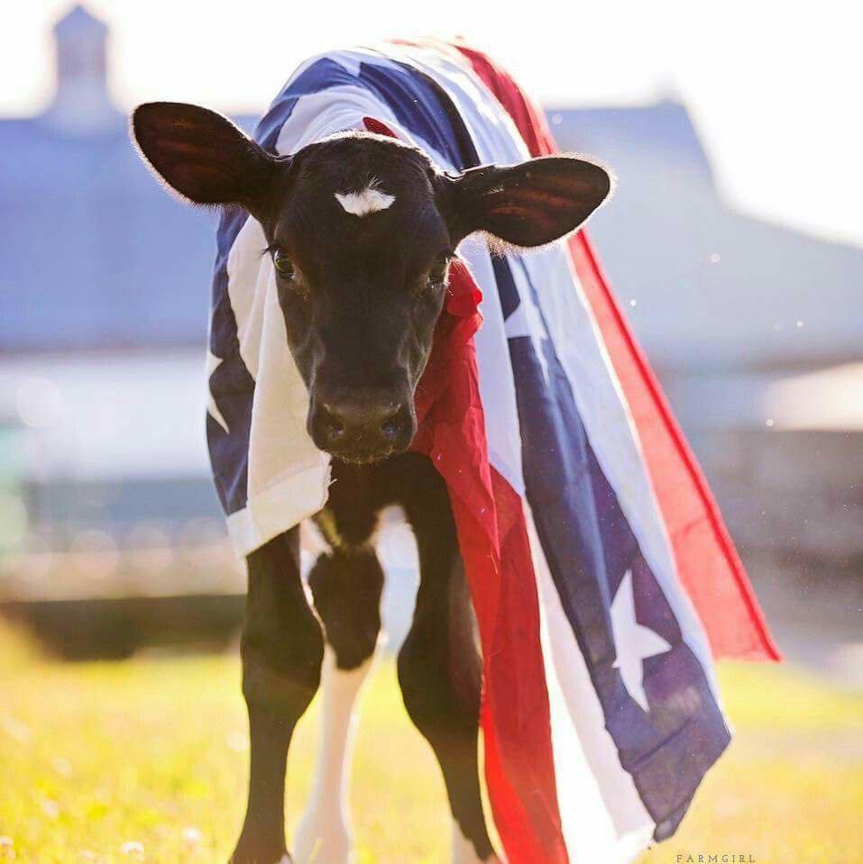 Tonya's Tire, Service & Rental LLC