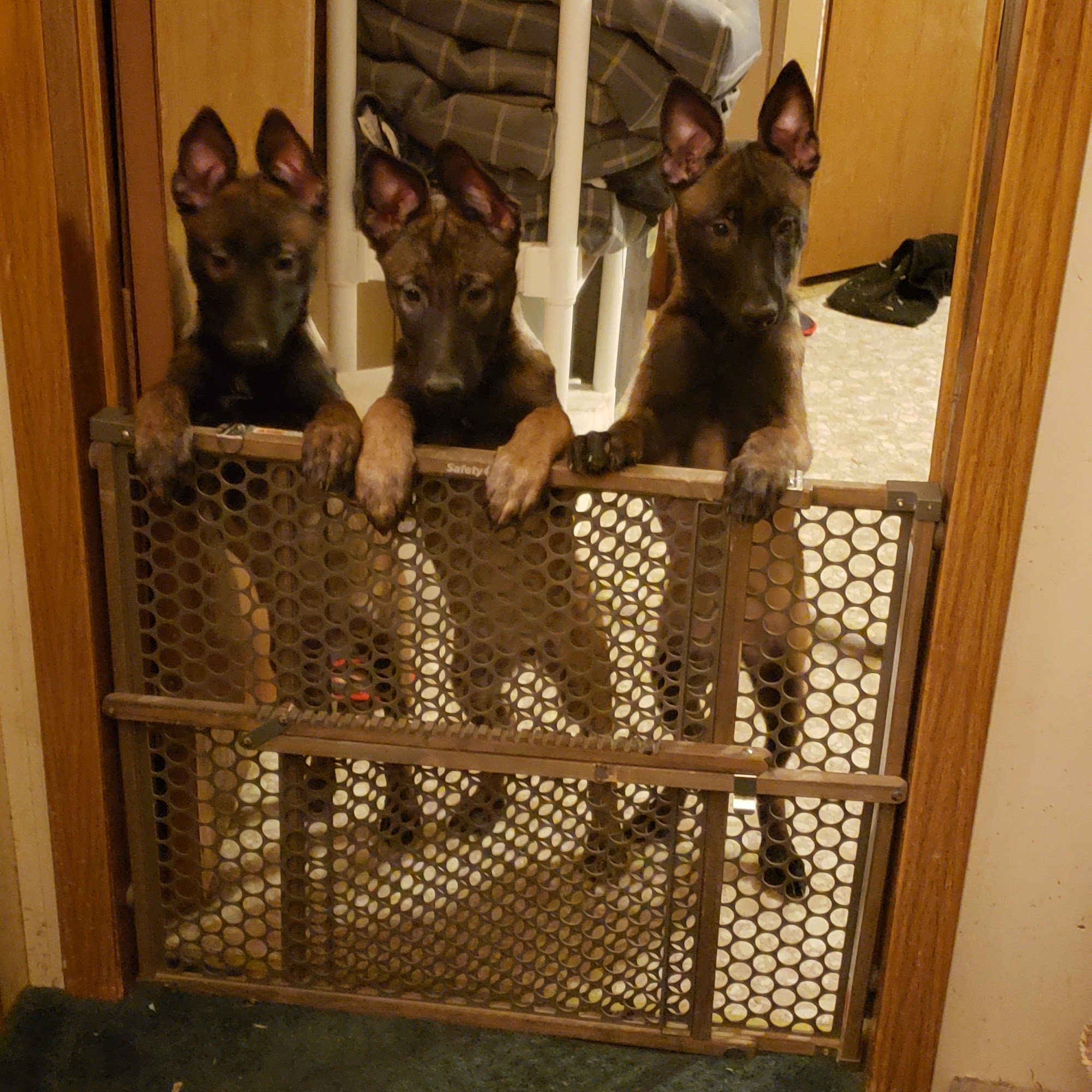 Mapogo K9 West Union