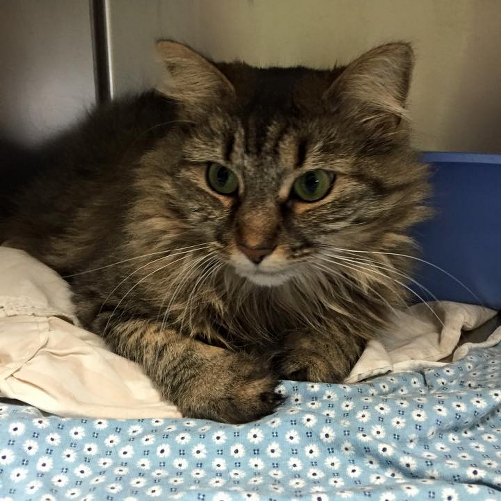 Annehurst Veterinary Hospital Westerville