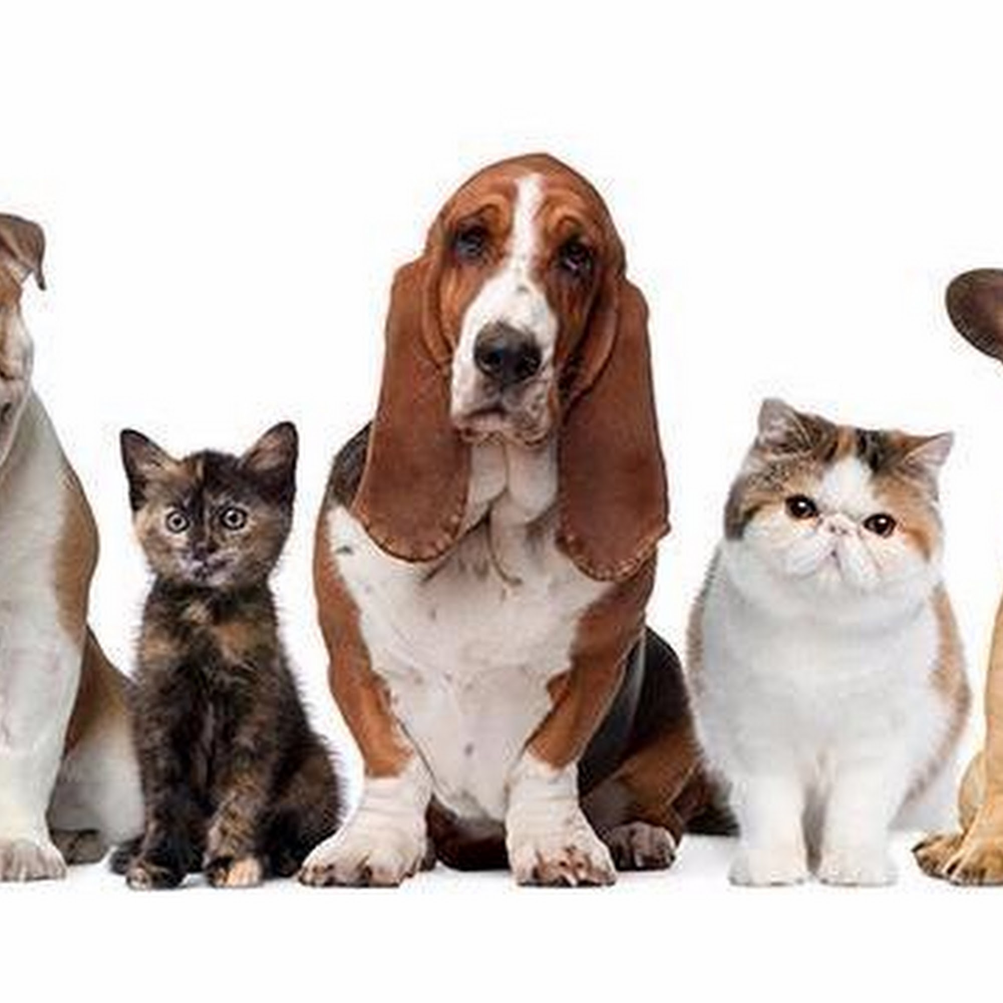 My Vet Animal Hospital Westerville