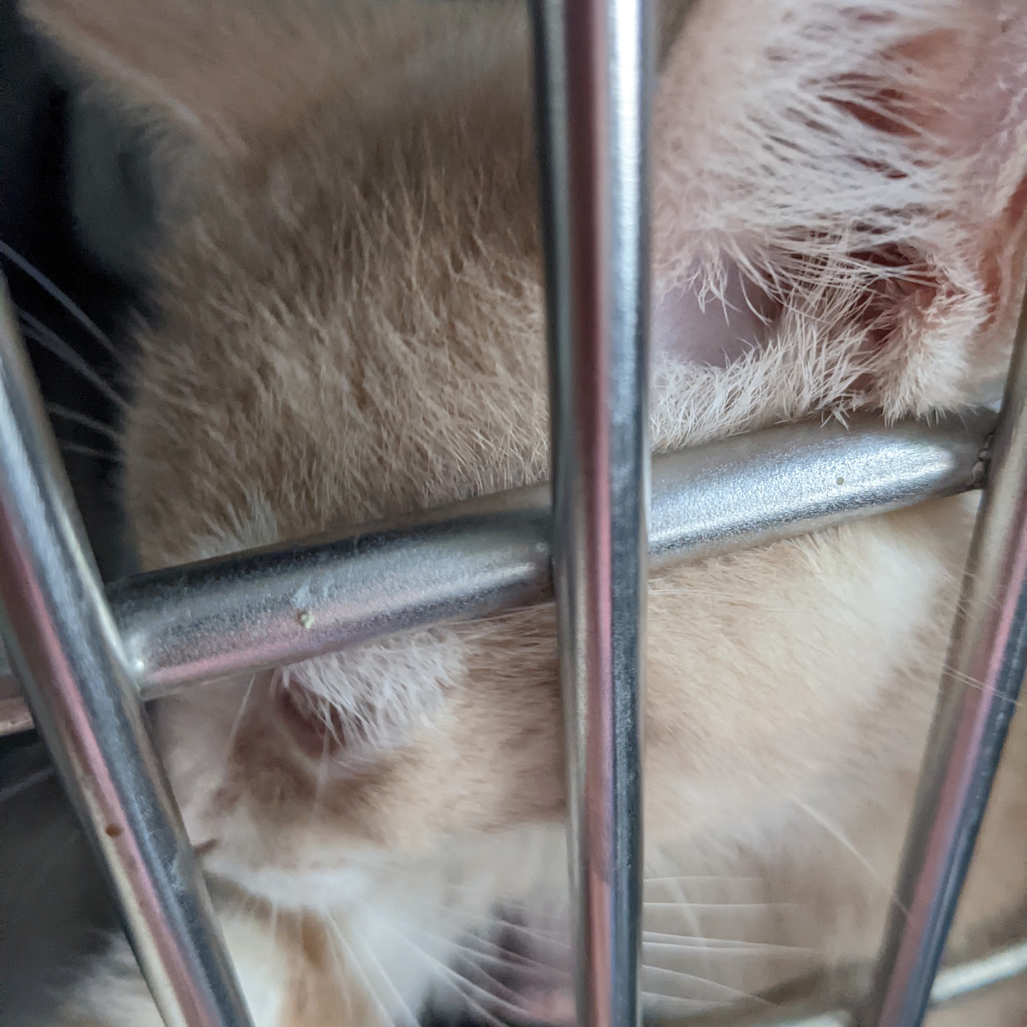 Cryan Veterinary Hospital Westerville