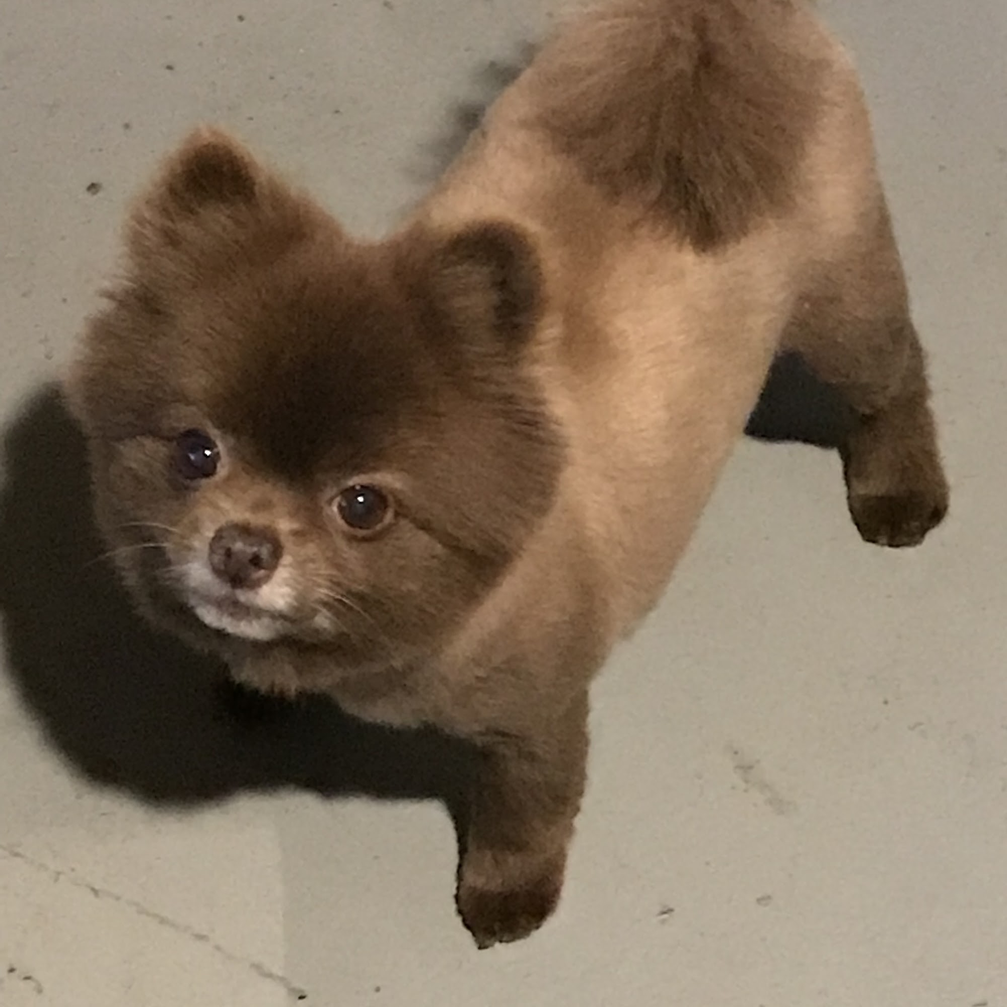 Love Your Pet Grooming Shop Westerville