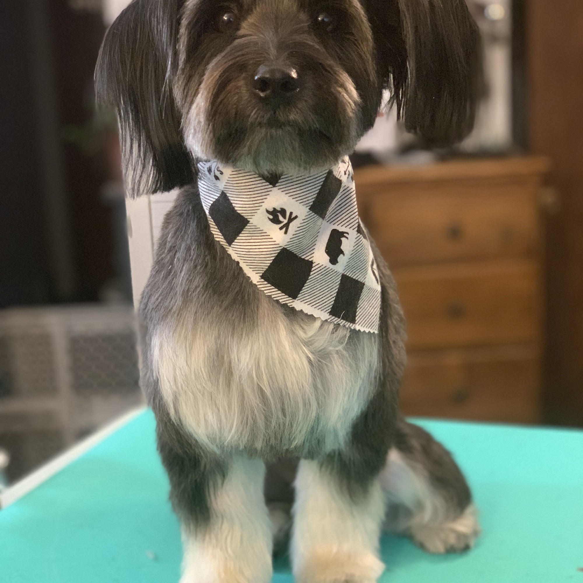 Wags to Whiskers Pet Grooming Westerville