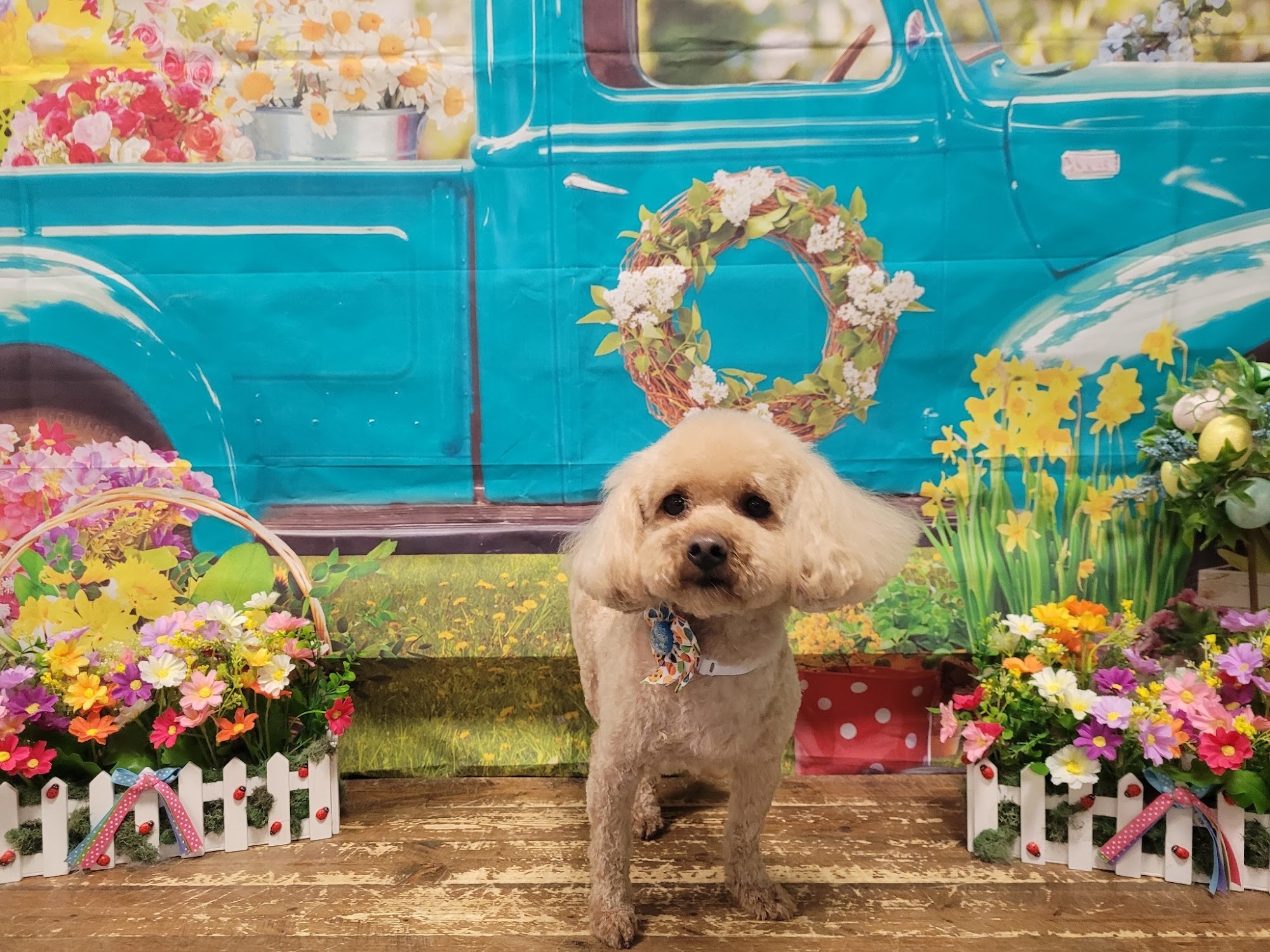 Dotties Pet Pawlor Grooming and Treatery Westerville