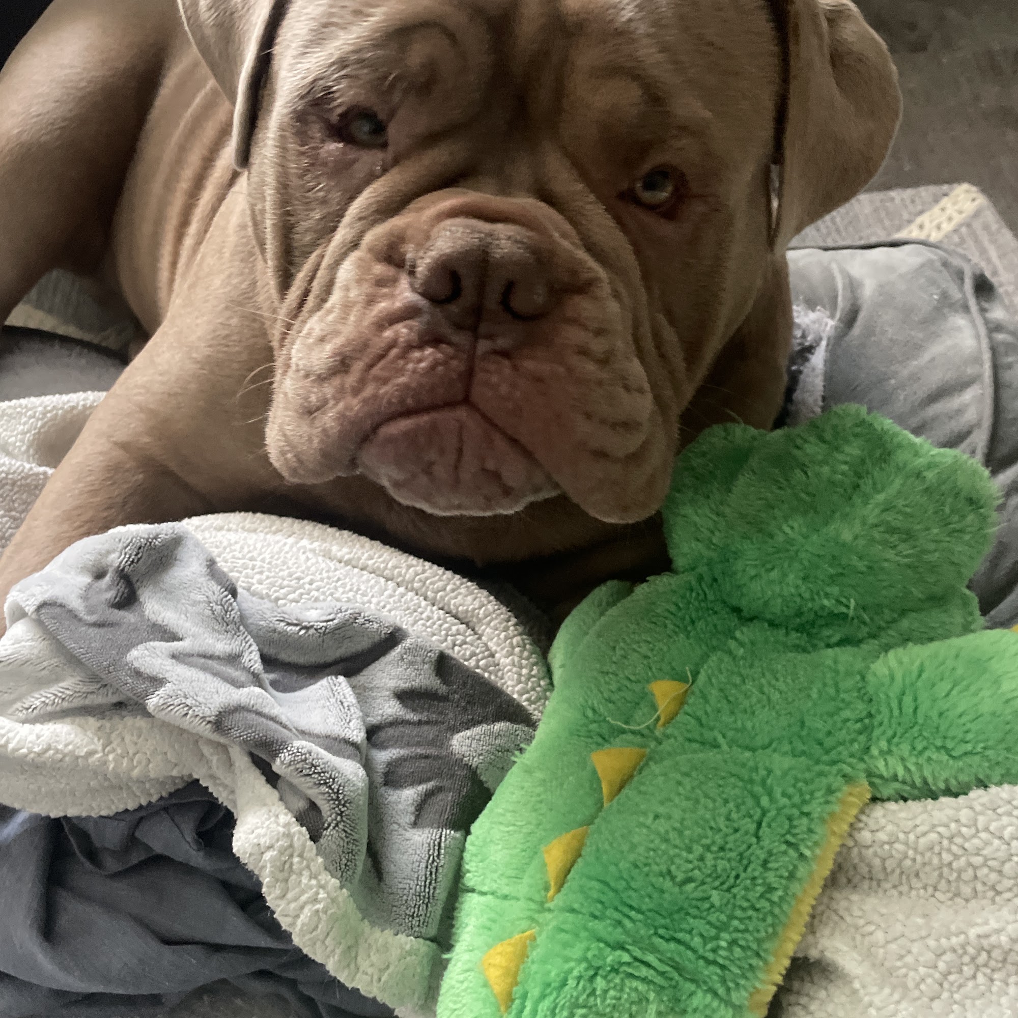 Detroit Dover Animal Hospital Westlake