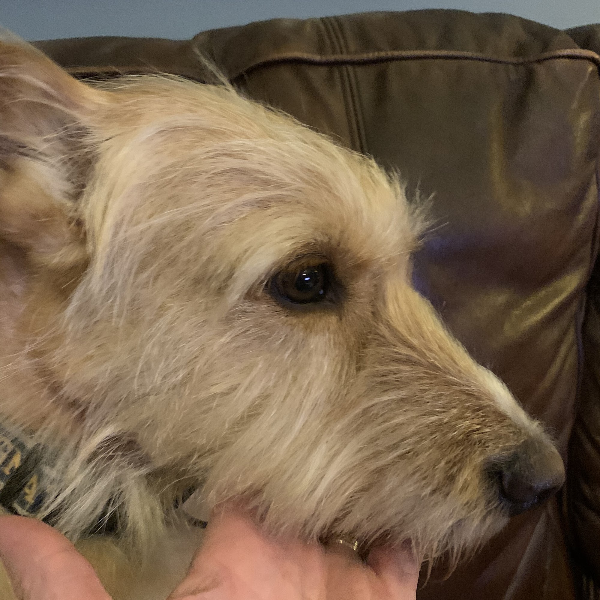 Paws & Effect Pet Grooming/Doggie Daycare/Overnight boarding Westlake