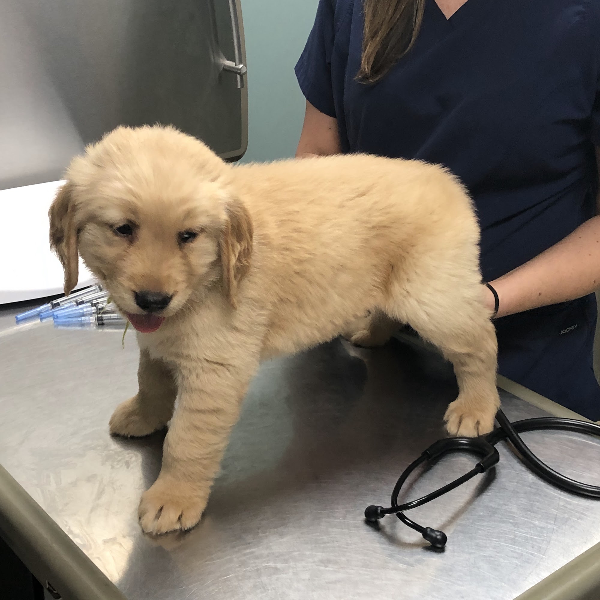 Wheelersburg Animal Hospital Wheelersburg