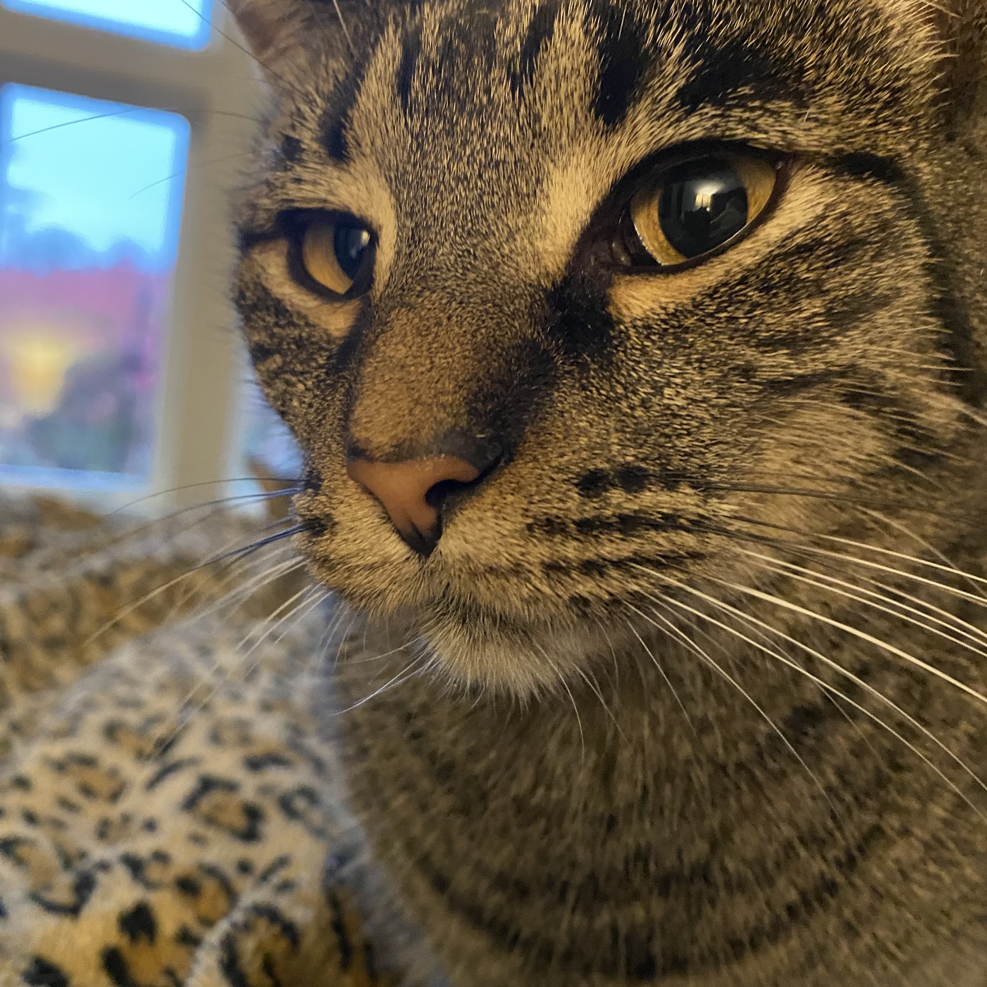 Whitehouse Animal Hospital Whitehouse