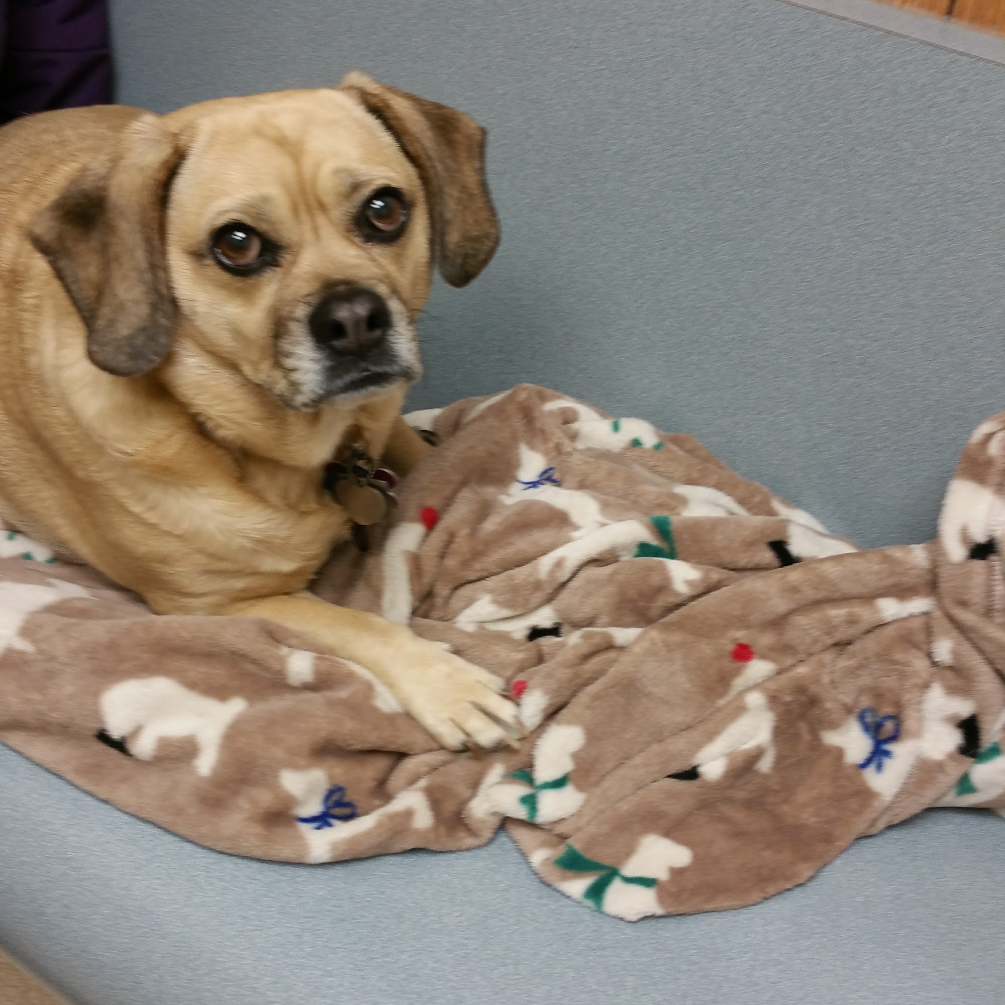 High Point Animal Hospital Whitehouse