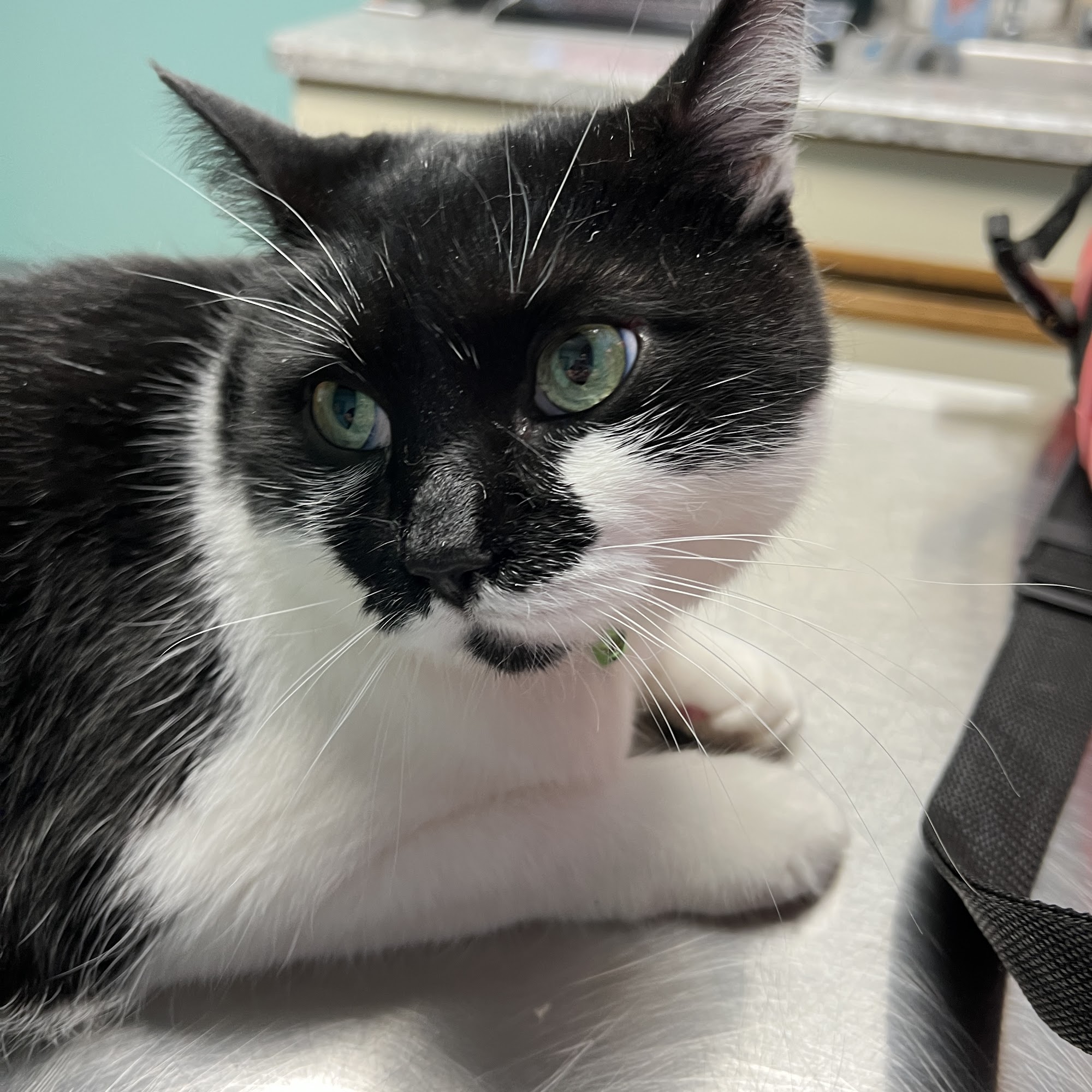 305 Animal Hospital Wickliffe