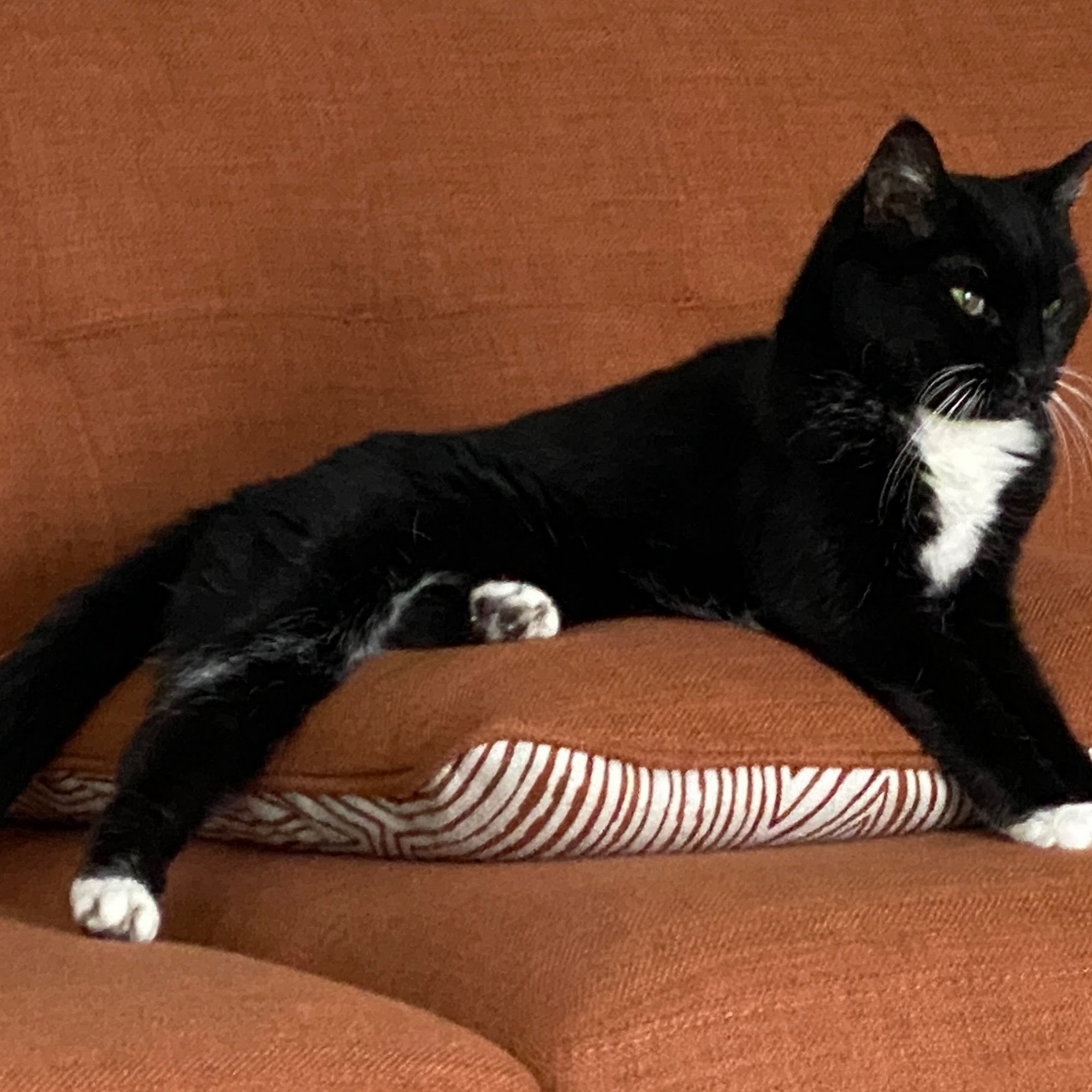 Animal Hospital Willoughby Hills