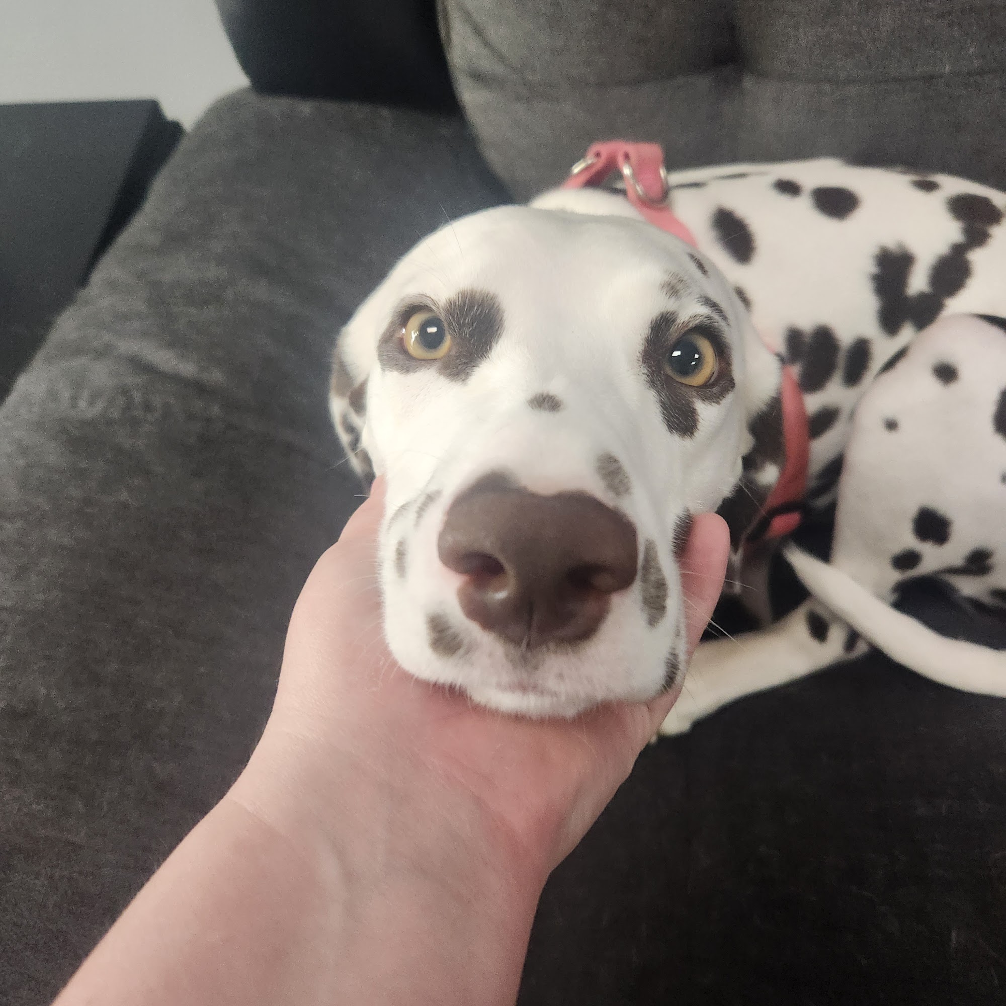 Meadowlands Veterinary Center Willoughby