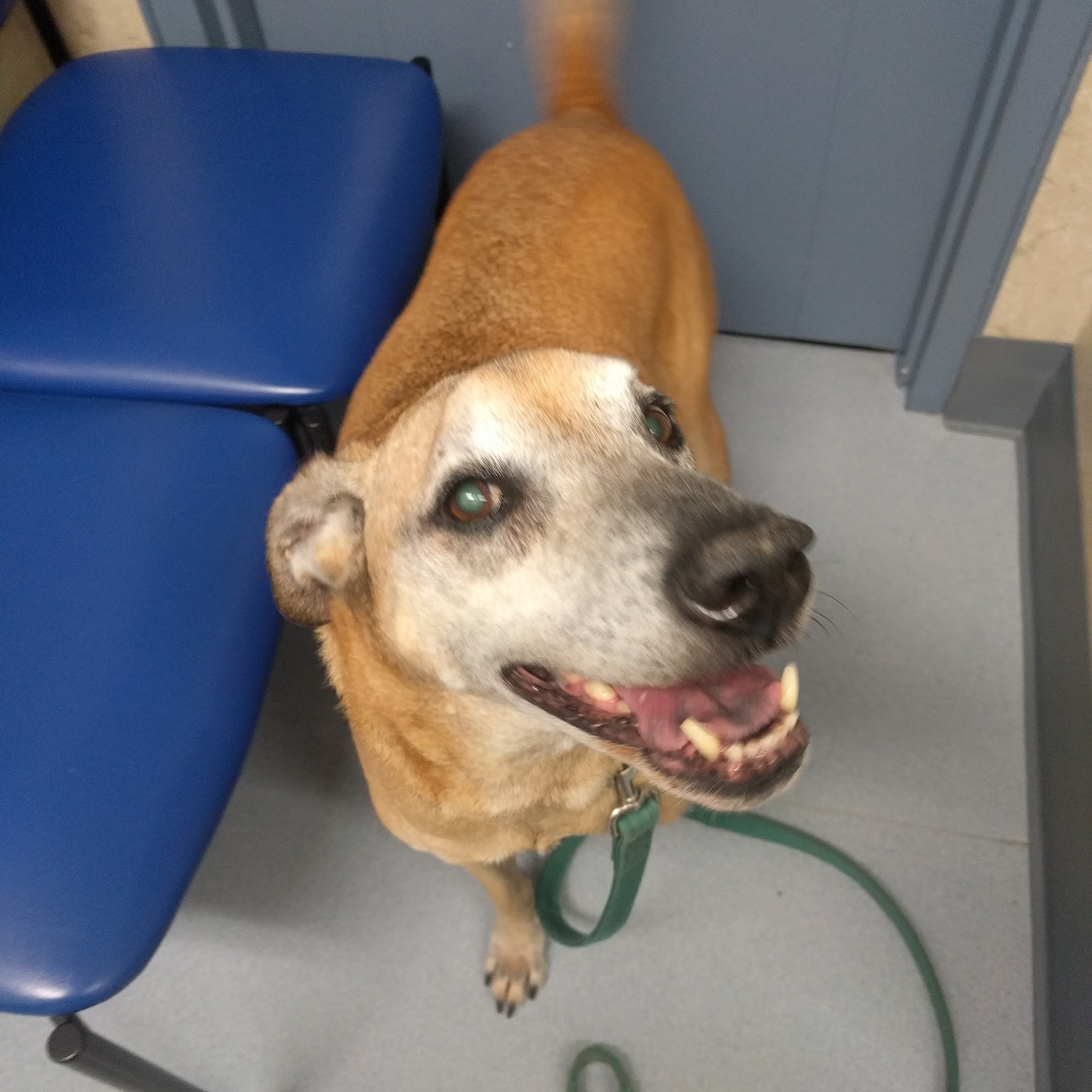 Pet Hospital of Willoughby Willoughby