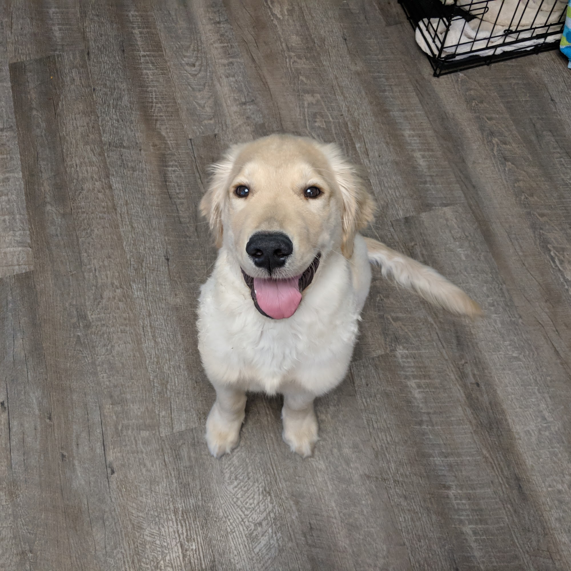 Just Grooming LLC Willoughby