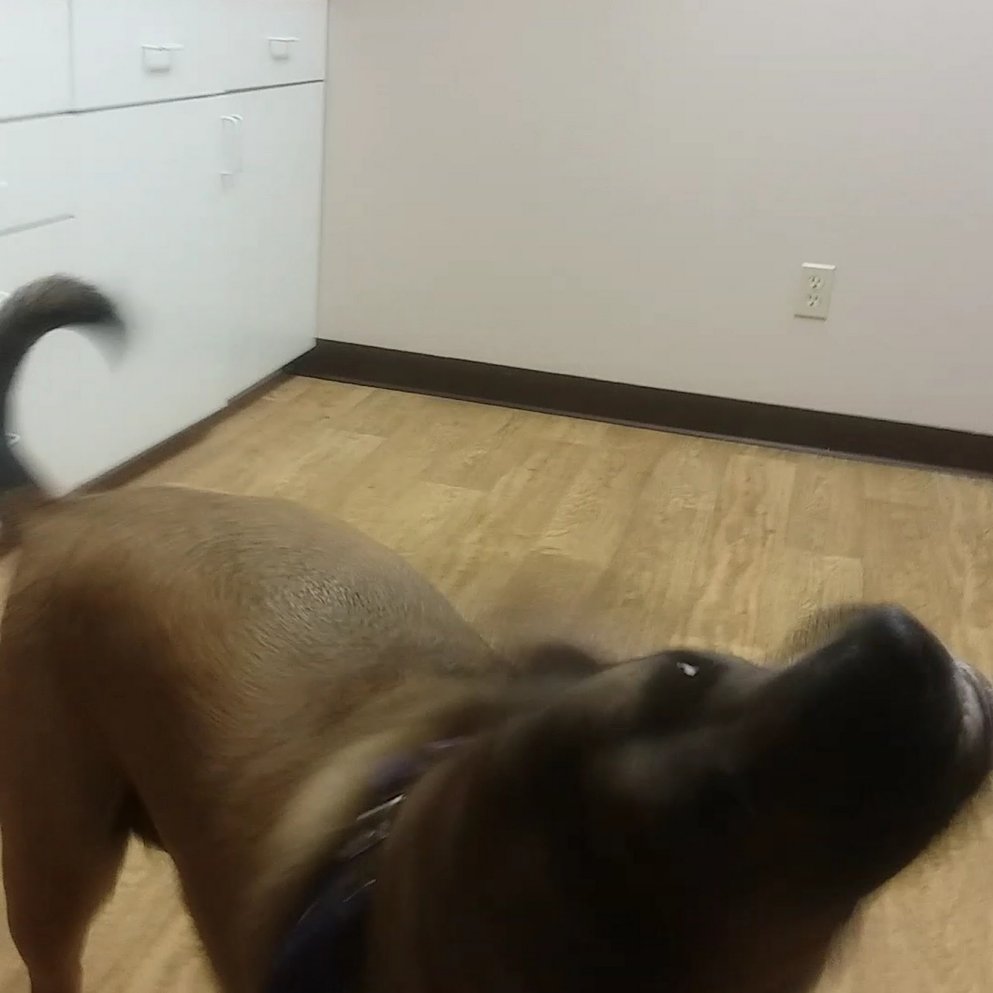 Clinton Animal Care Center Wilmington