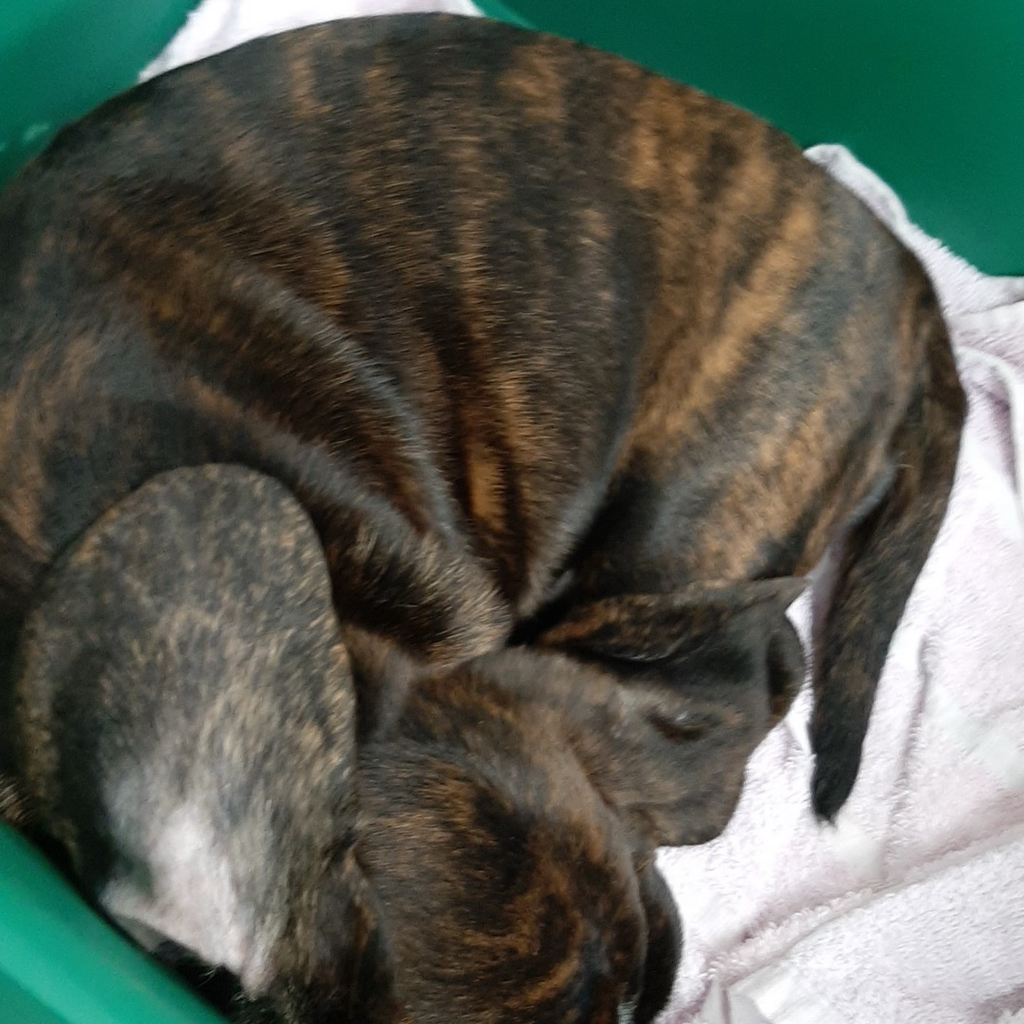 Orchard Veterinary Care Wilmington