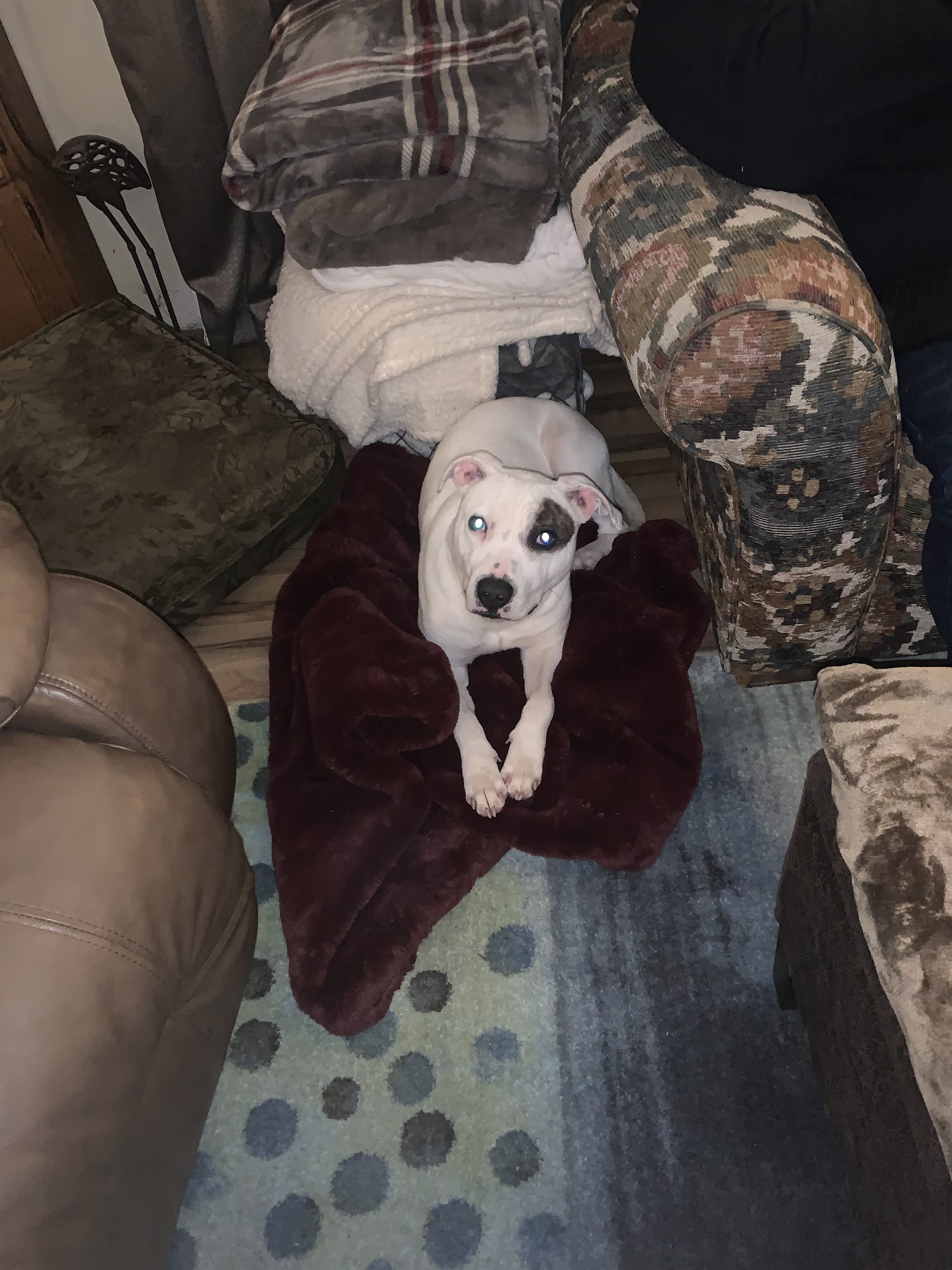 Jefferson County Humane Society and Animal Shelter Wintersville