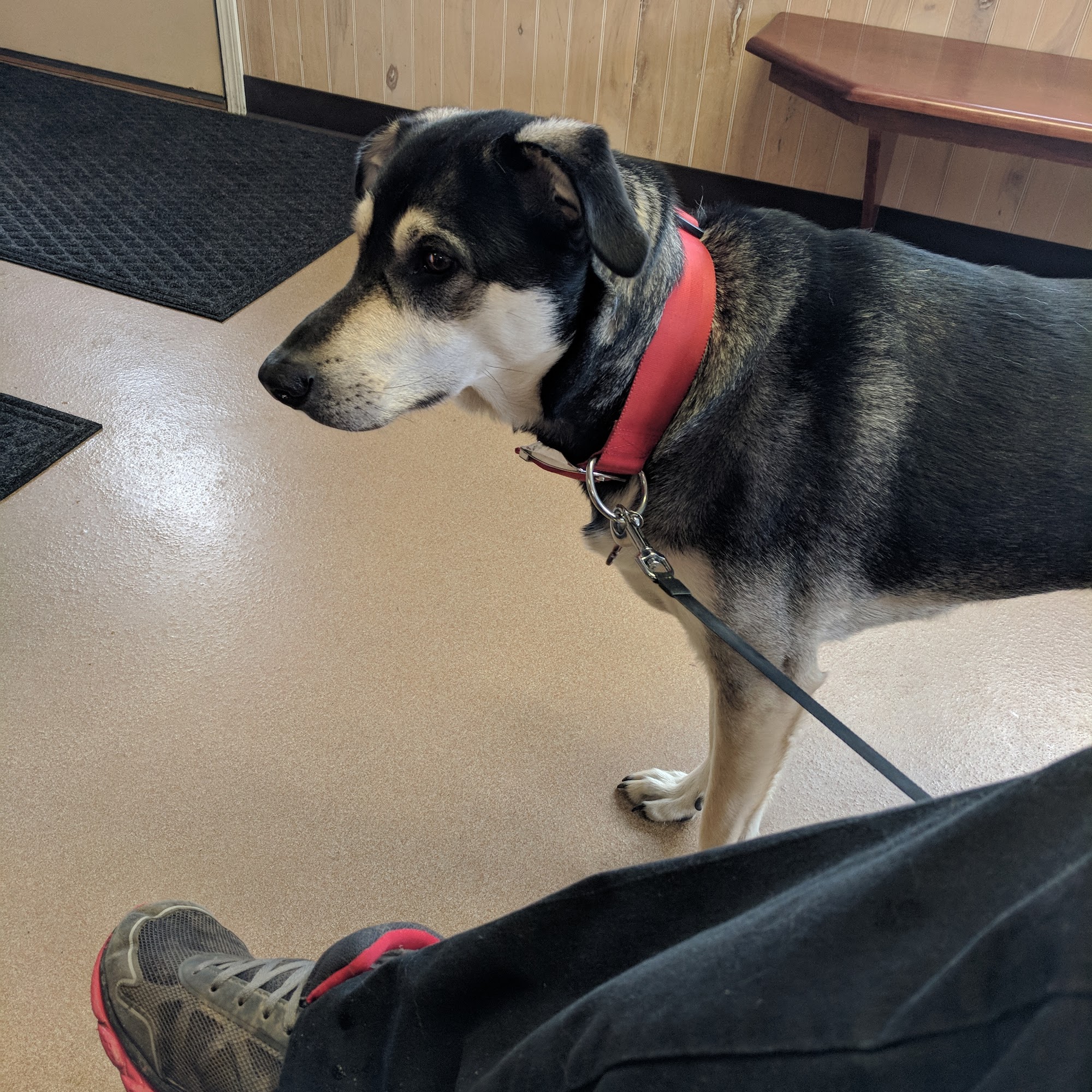 Mairs' Veterinary Hospital Wooster