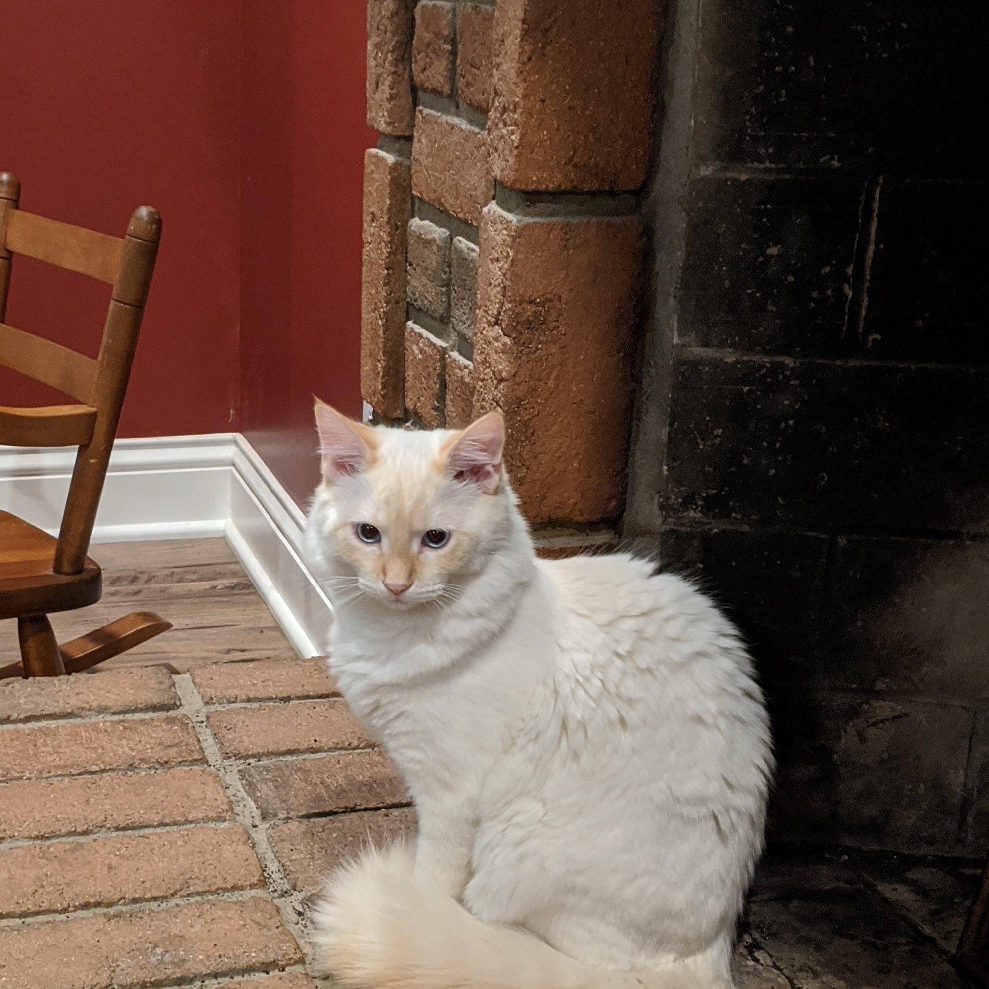 New Pittsburg Small Animal Clinic Wooster