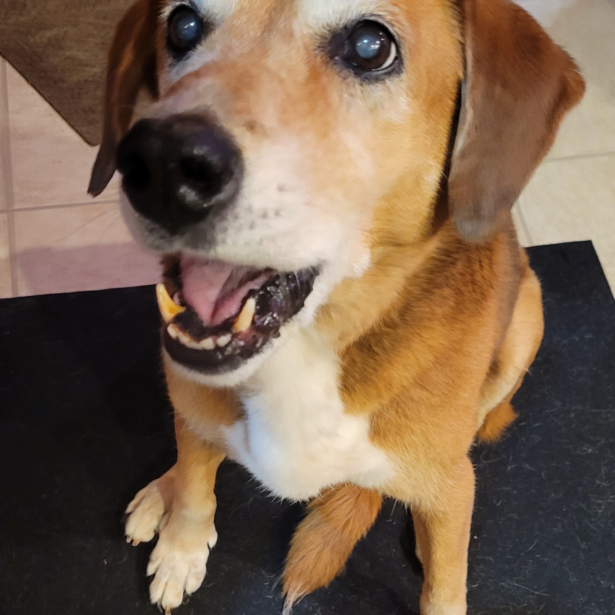 Yacapraro Mark Dr Wooster