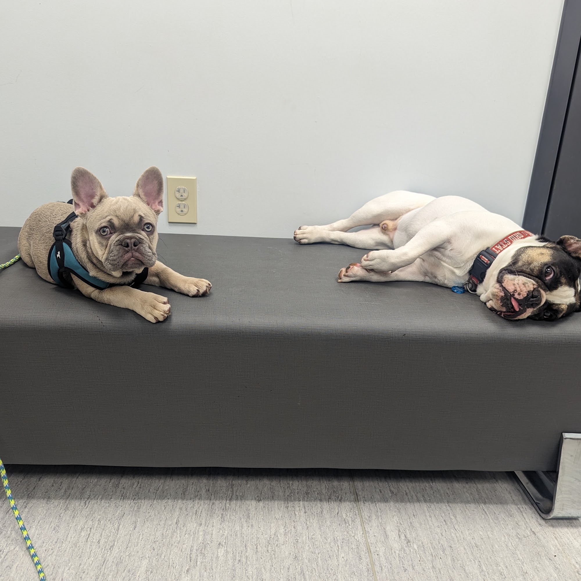 Ark Veterinary Hospital: Scrafford Kristen DVM Wooster