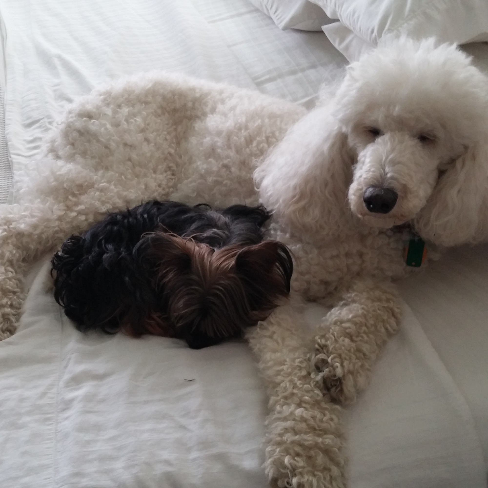 Dr. Richard Mairs Wooster