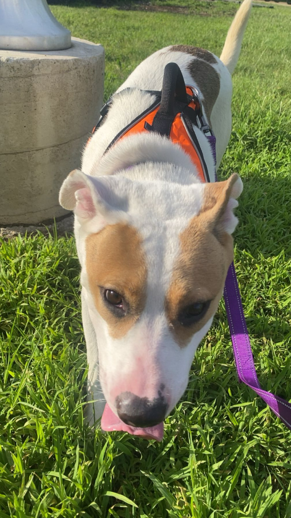 Wayne County Dog Shelter Wooster