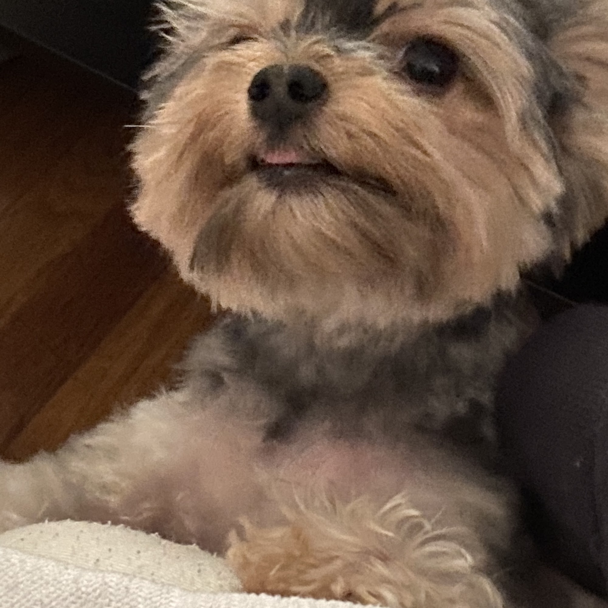 Vet Clinic Worthington