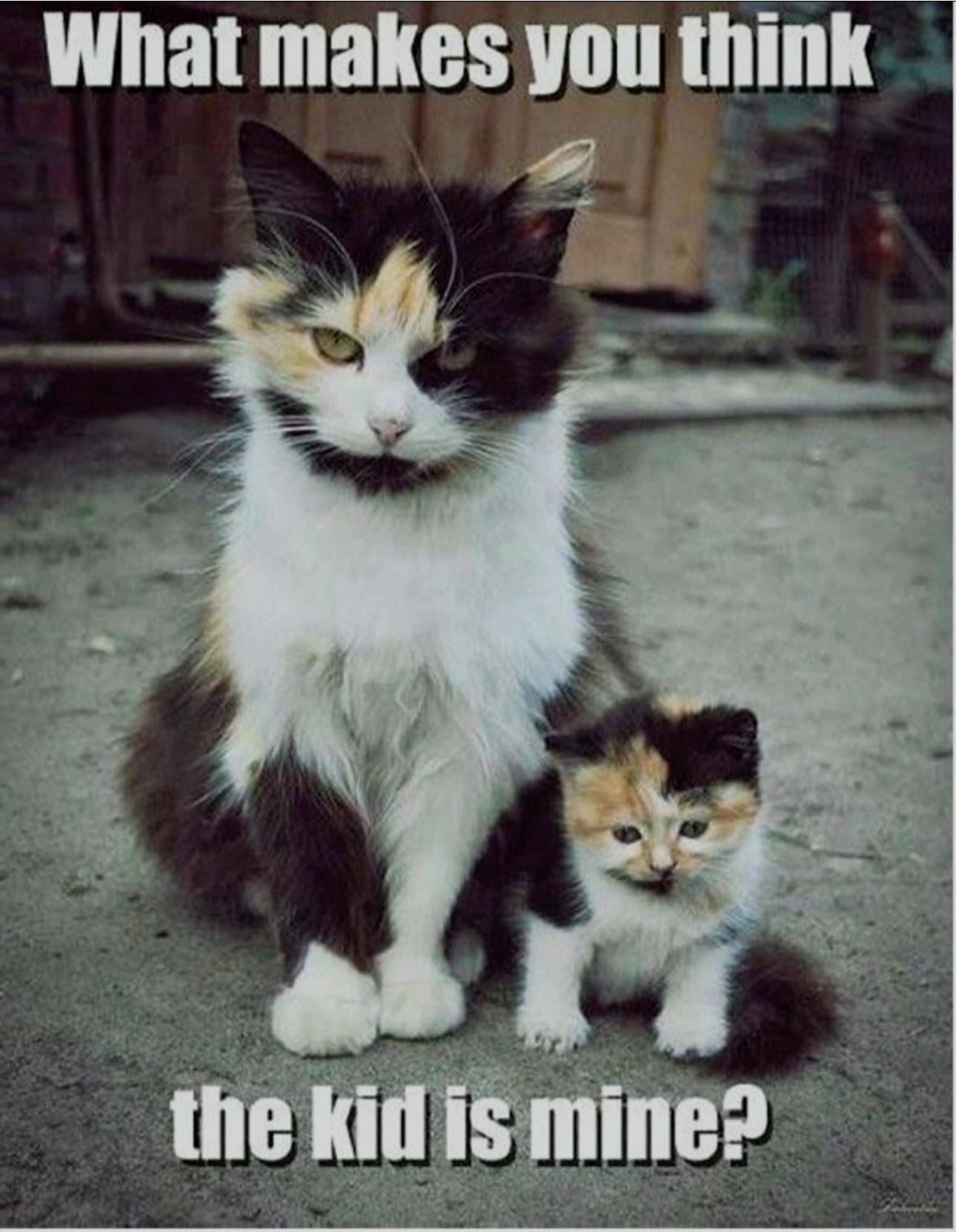 Paws 2 Heaven