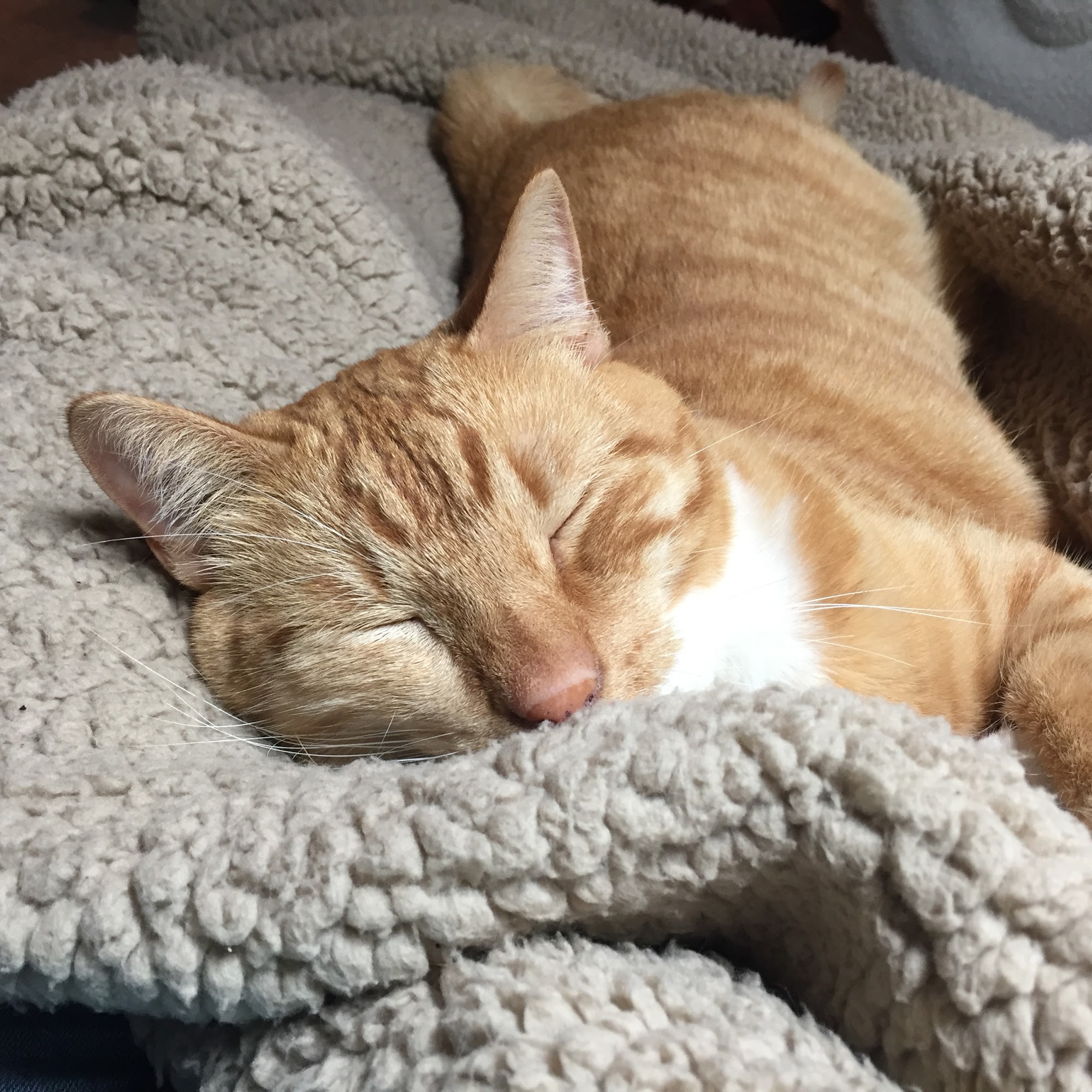 Docton Animal Clinic Xenia